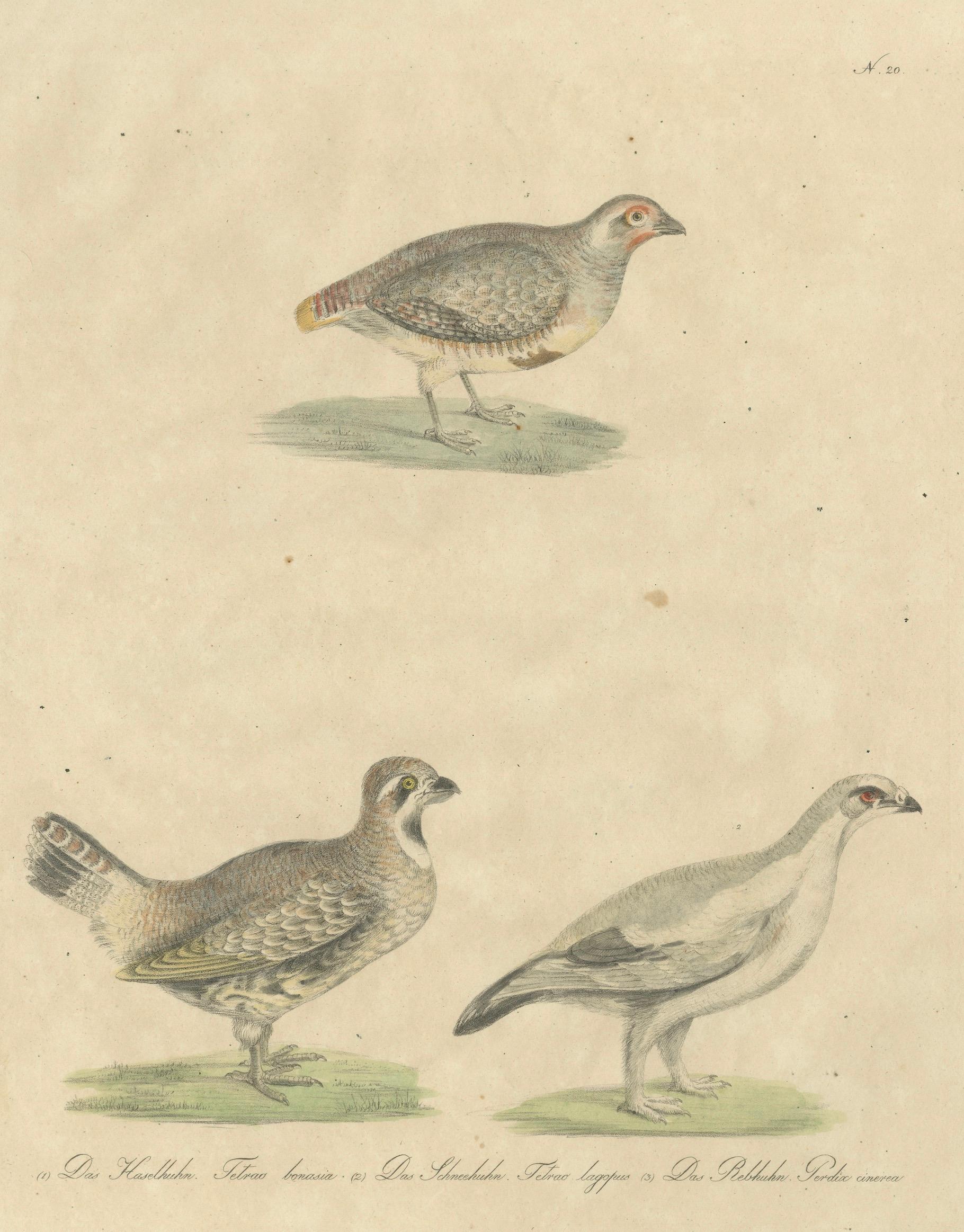 Antique Game Birds Lithograph by Karl Joseph Brodtmann, 1816