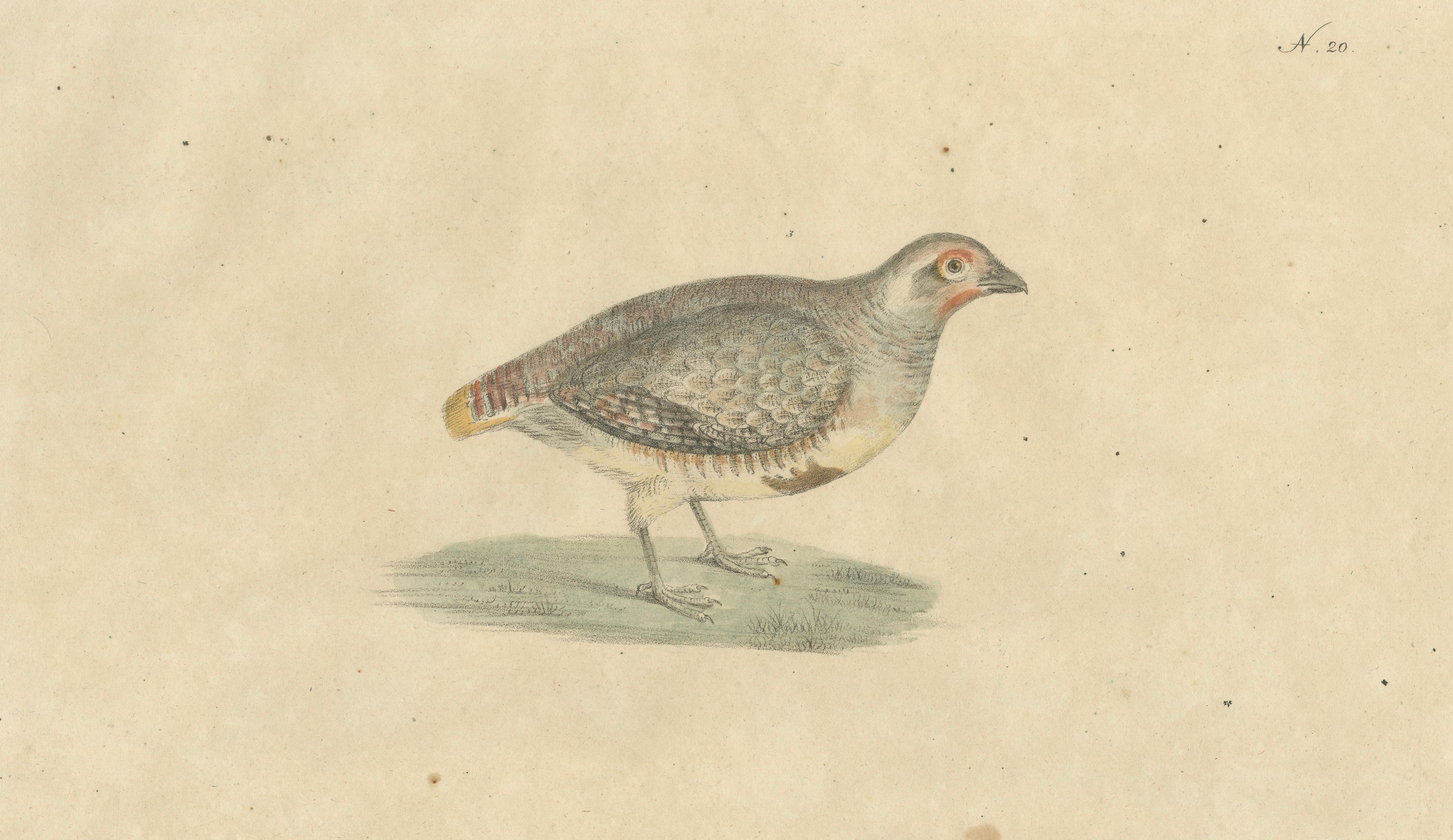 Antique Game Birds Lithograph by Karl Joseph Brodtmann, 1816