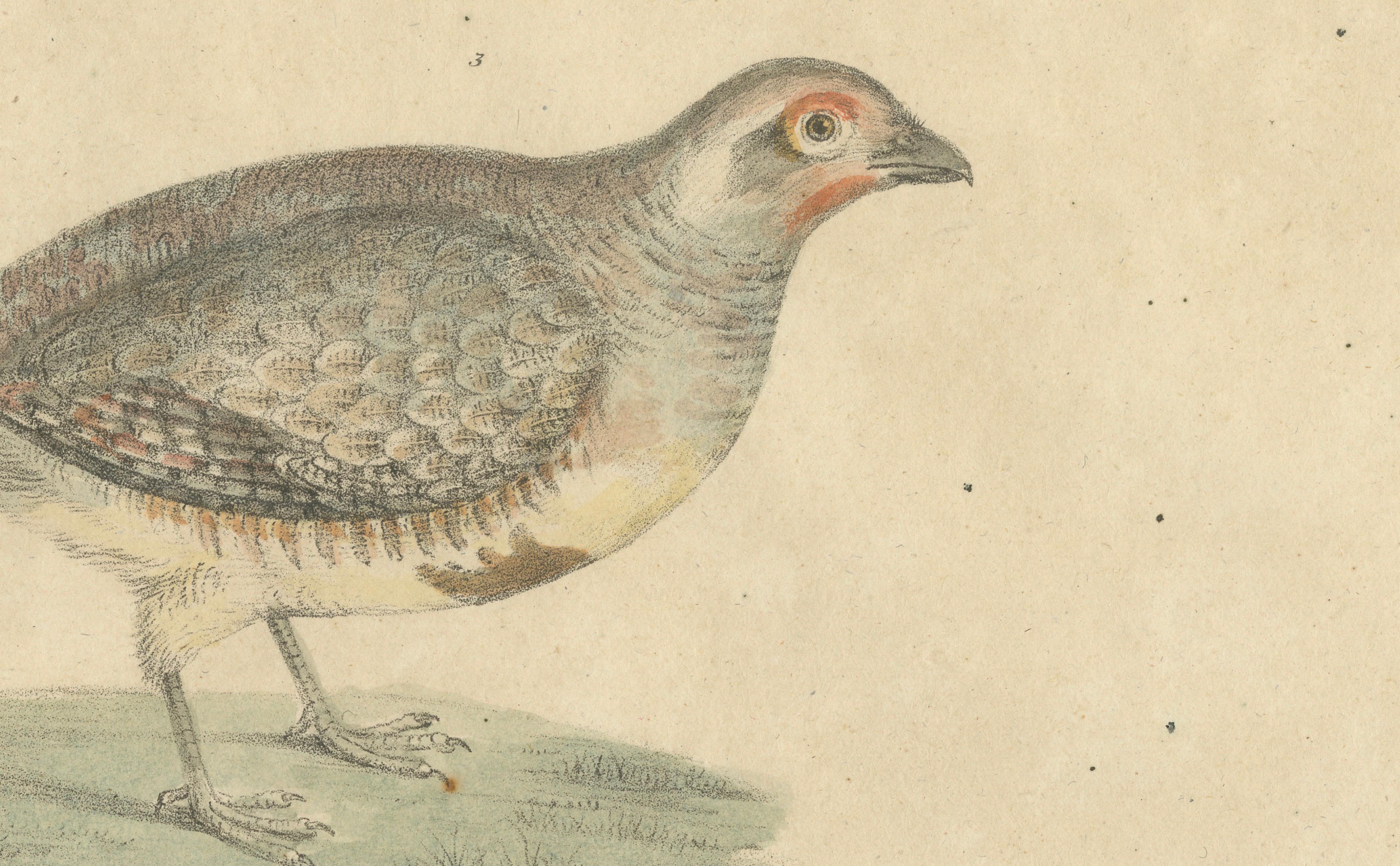 Antique Game Birds Lithograph by Karl Joseph Brodtmann, 1816