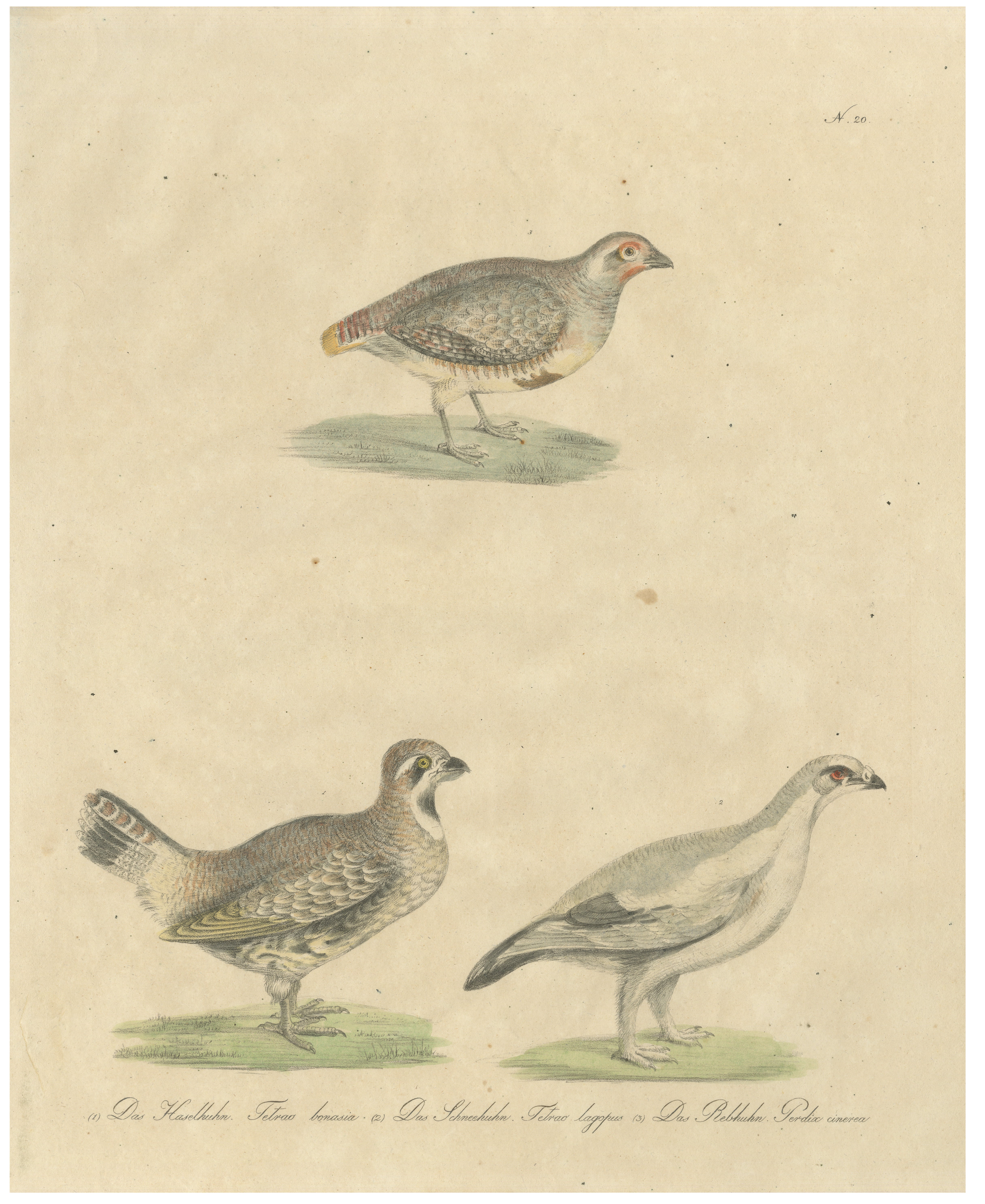 Antique Game Birds Lithograph by Karl Joseph Brodtmann, 1816