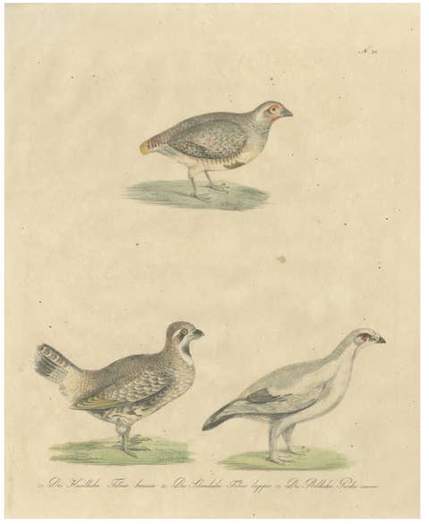 Antique Game Birds Lithograph by Karl Joseph Brodtmann, 1816