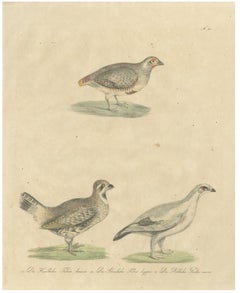 Antique Game Birds Lithograph by Karl Joseph Brodtmann, 1816
