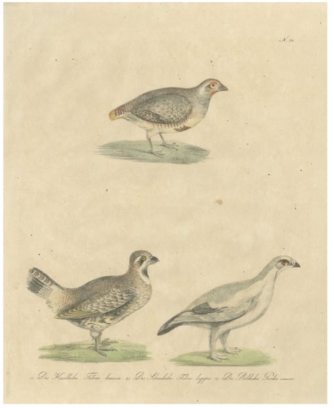 Antique Game Birds Lithograph by Karl Joseph Brodtmann, 1816