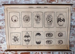Antique General Biology Medical Chart