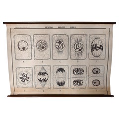 Antique General Biology Medical Chart