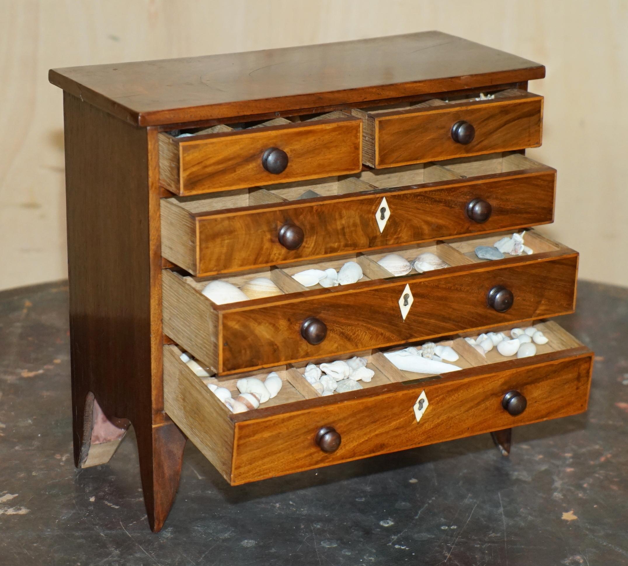 COFRE DE COLECCIONISTA ANTIGUO GEORGIANO CIRCA 1780-1820 ESPECIMEN DE CONCHA en venta 2