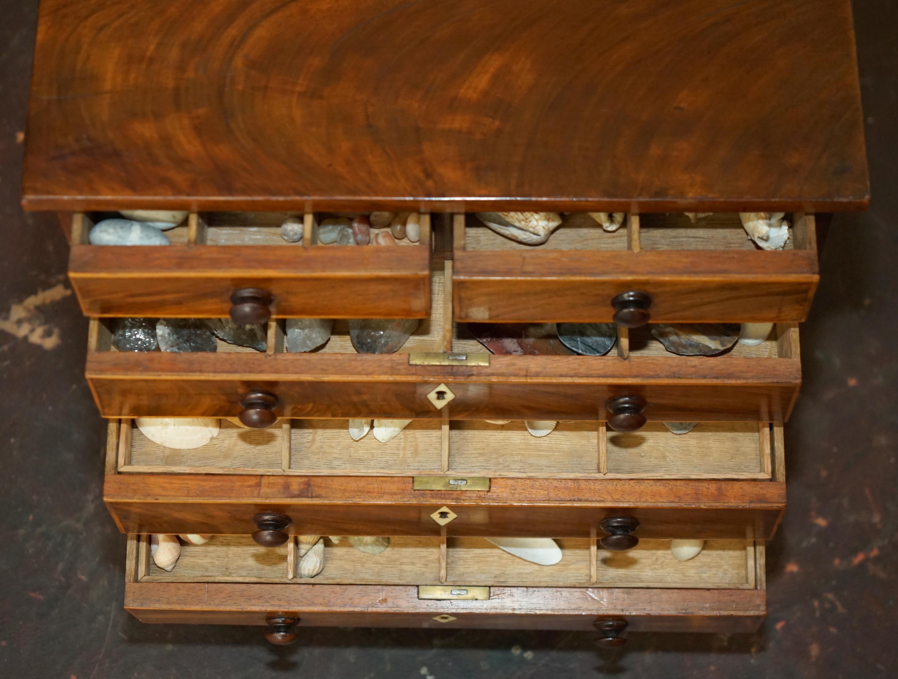 COFRE DE COLECCIONISTA ANTIGUO GEORGIANO CIRCA 1780-1820 ESPECIMEN DE CONCHA en venta 3