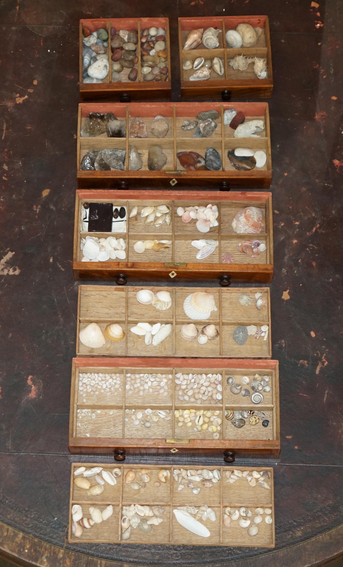 COFRE DE COLECCIONISTA ANTIGUO GEORGIANO CIRCA 1780-1820 ESPECIMEN DE CONCHA en venta 4