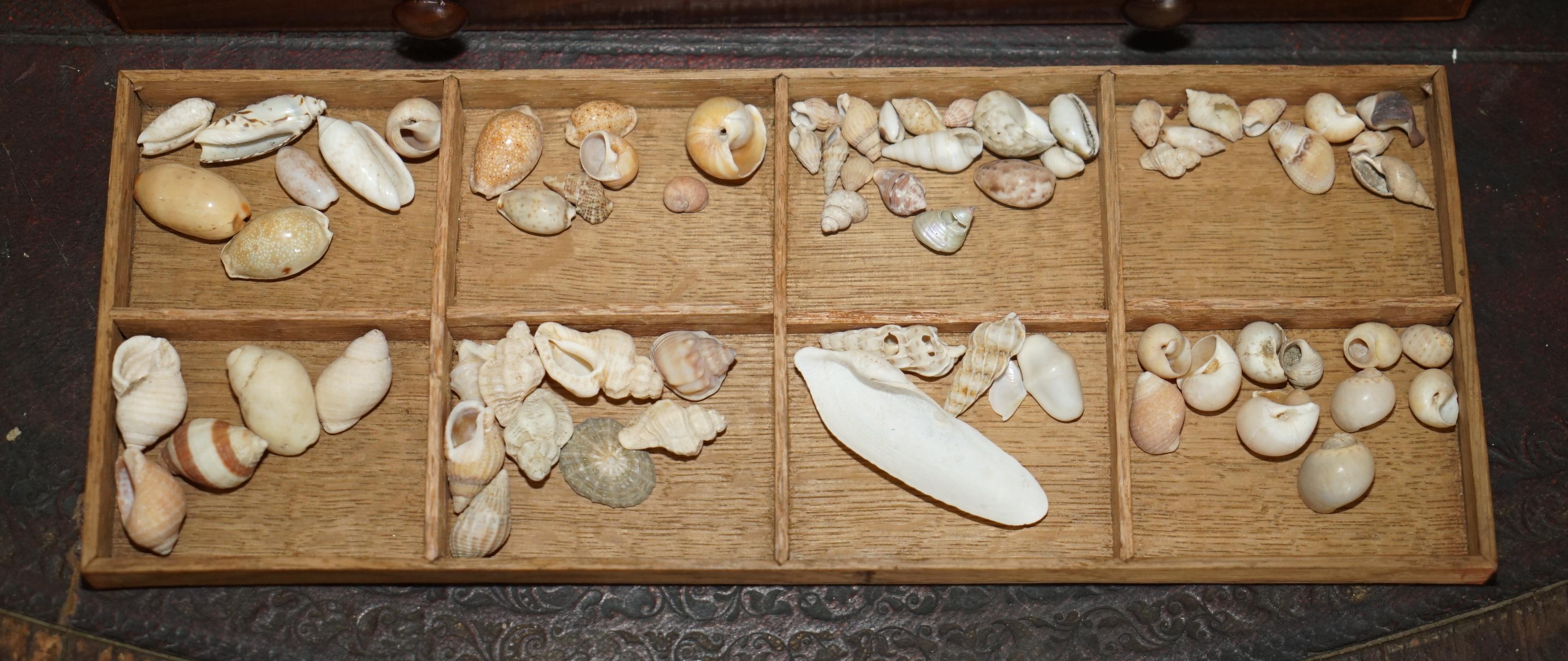 COFRE DE COLECCIONISTA ANTIGUO GEORGIANO CIRCA 1780-1820 ESPECIMEN DE CONCHA en venta 5