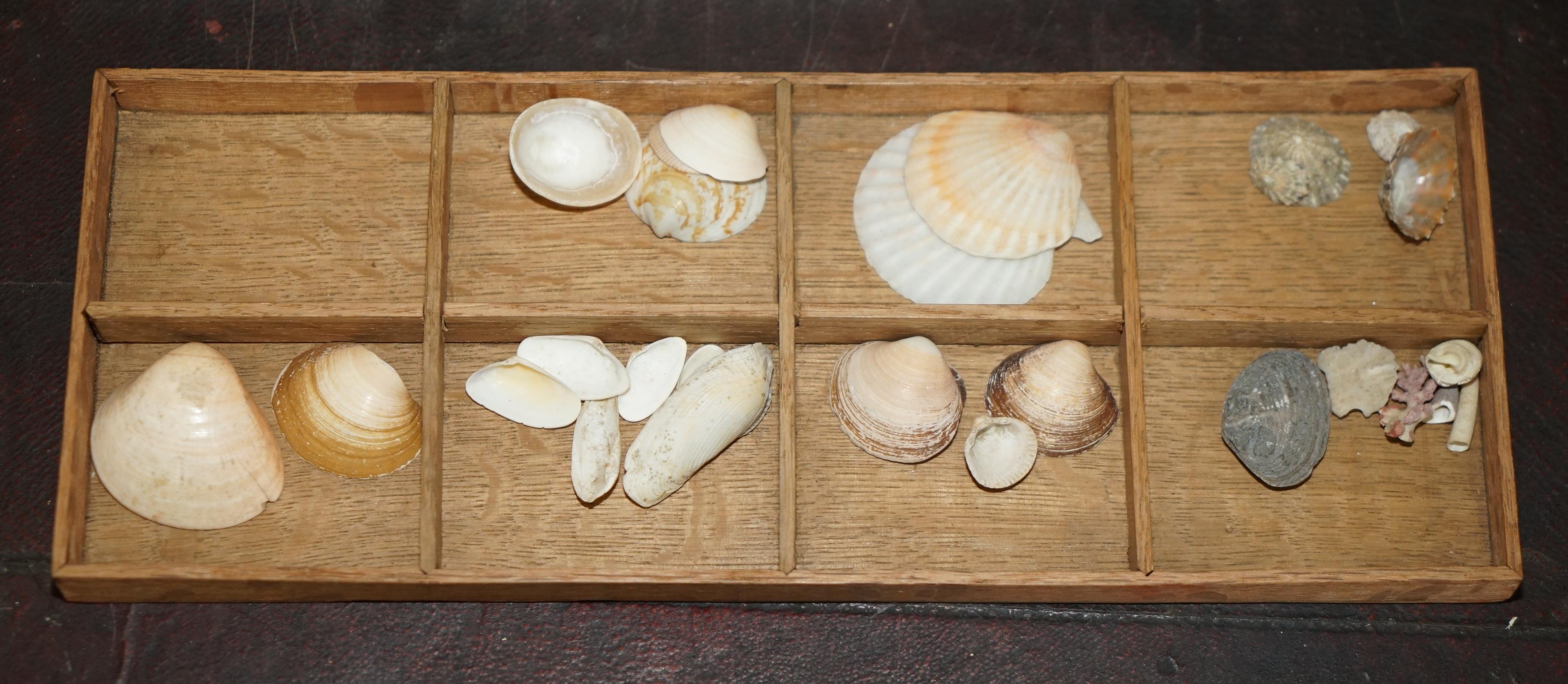 COFRE DE COLECCIONISTA ANTIGUO GEORGIANO CIRCA 1780-1820 ESPECIMEN DE CONCHA en venta 9