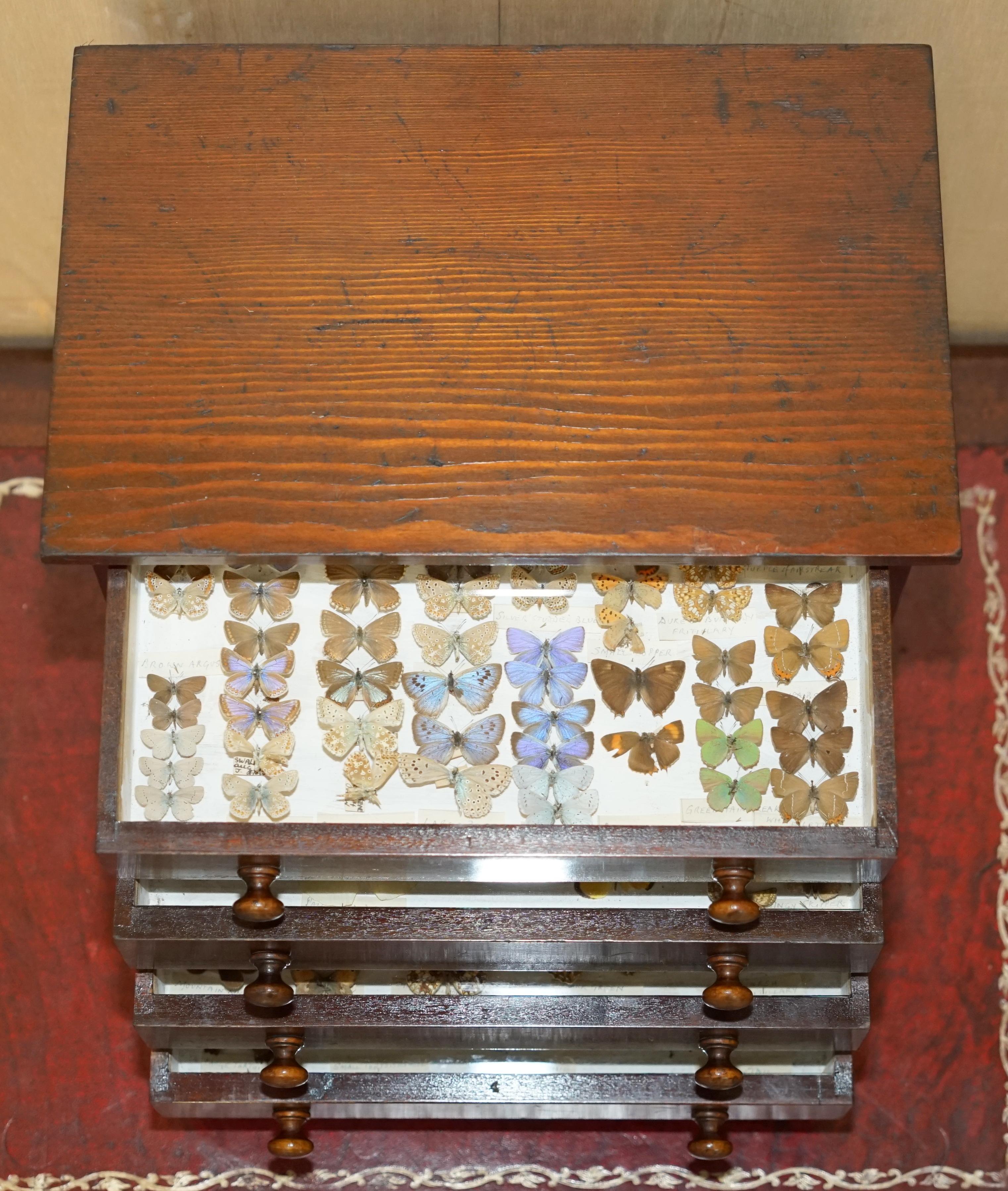 ANTiQUE GEORGIAN TAXIDERMY BUTTERFLIES INSIDE SALESMAN DESKTOP CHEST OF DRAWERs For Sale 8