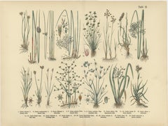 Antique German Botanical Atlas Plates, Grasses & Exotic Plants, 1885