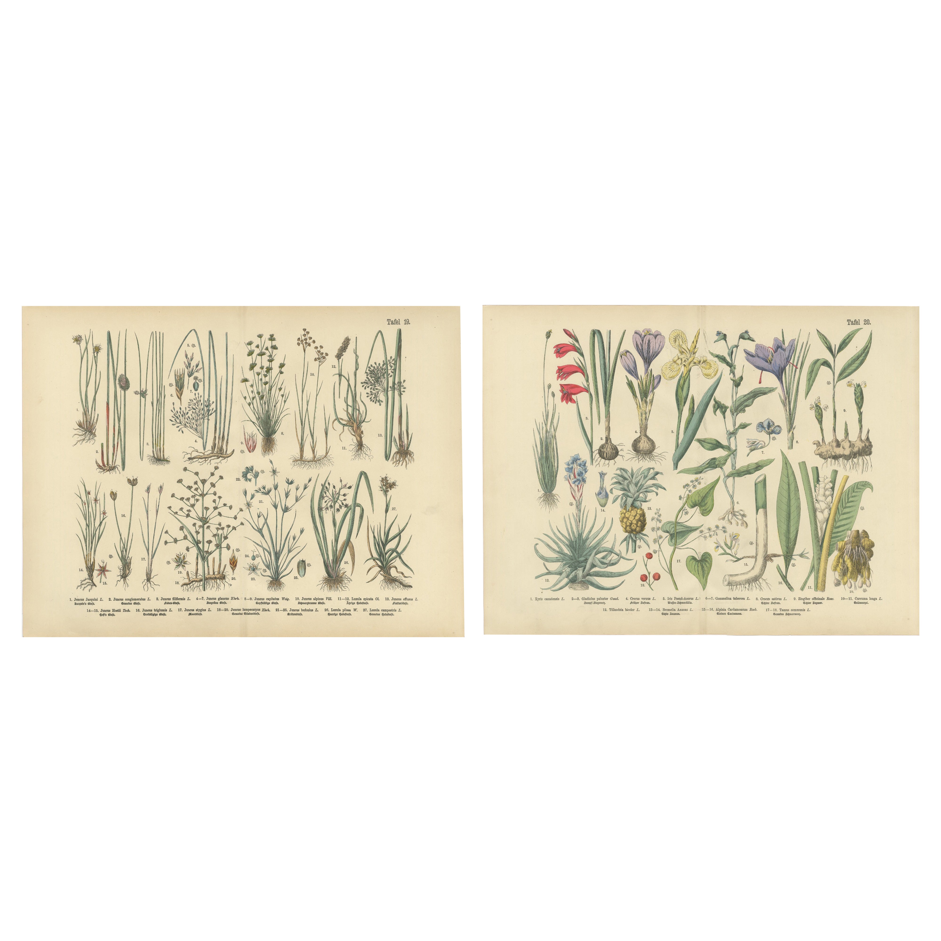 Antique German Botanical Atlas Plates, Grasses & Exotic Plants, 1885
