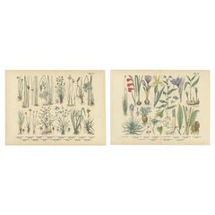 Antique German Botanical Atlas Plates, Grasses & Exotic Plants, 1885
