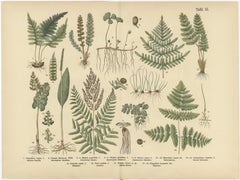 Antique German Botanical Atlas Plates, Tafel 13–14, Ferns & Conifers, 1885