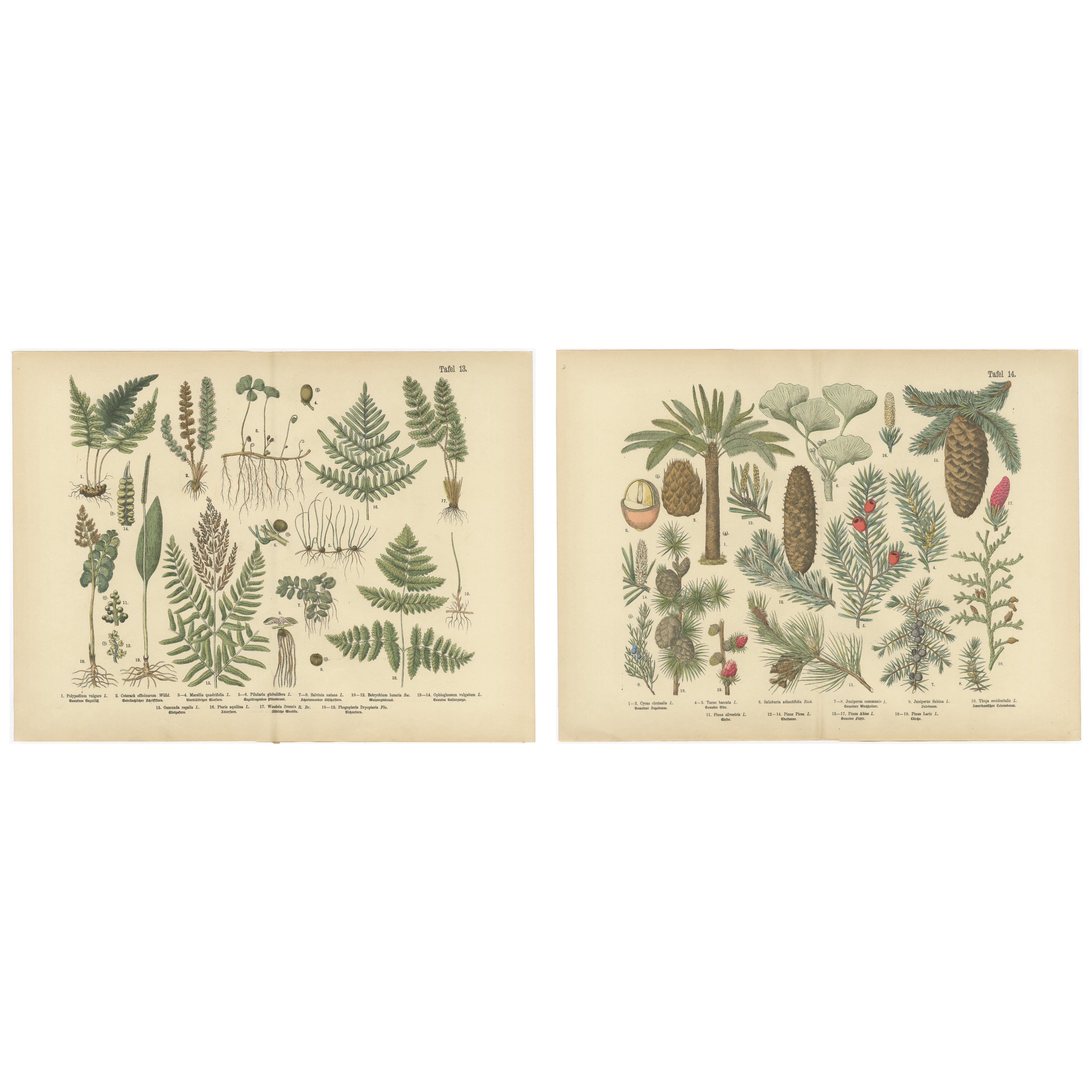 Antique German Botanical Atlas Plates, Tafel 13–14, Ferns & Conifers, 1885