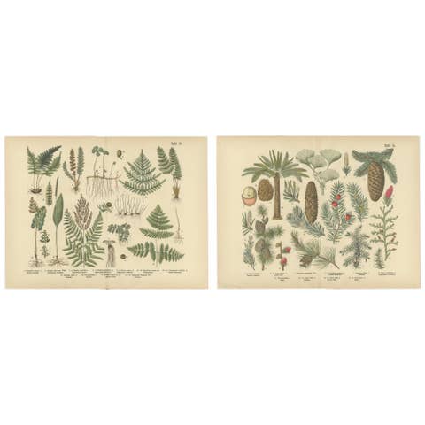 Antique German Botanical Atlas Plates, Tafel 13–14, Ferns & Conifers, 1885