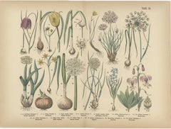 Antique German Botanical Atlas Plates, Tafel 15–16, Bulb Flowers, 1885