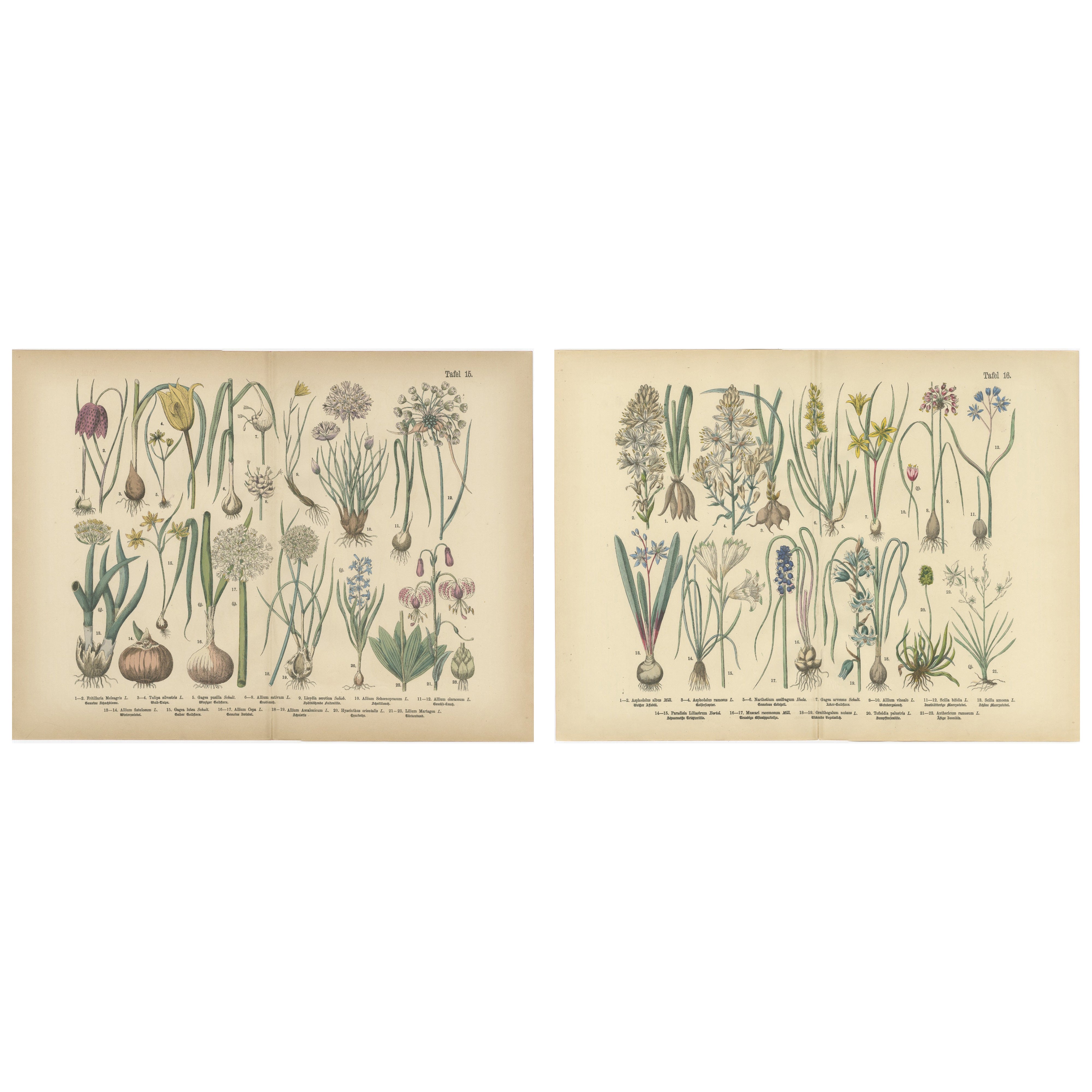 Antique German Botanical Atlas Plates, Tafel 15–16, Bulb Flowers, 1885