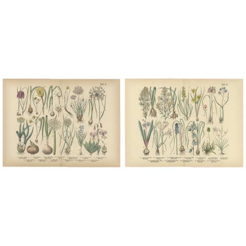 Antique German Botanical Atlas Plates, Tafel 15–16, Bulb Flowers, 1885