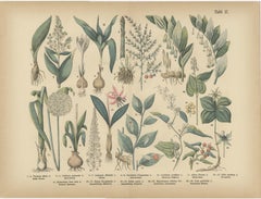 Antique German Botanical Atlas Plates, Tafel 17–18, Lilies & Irises, 1885