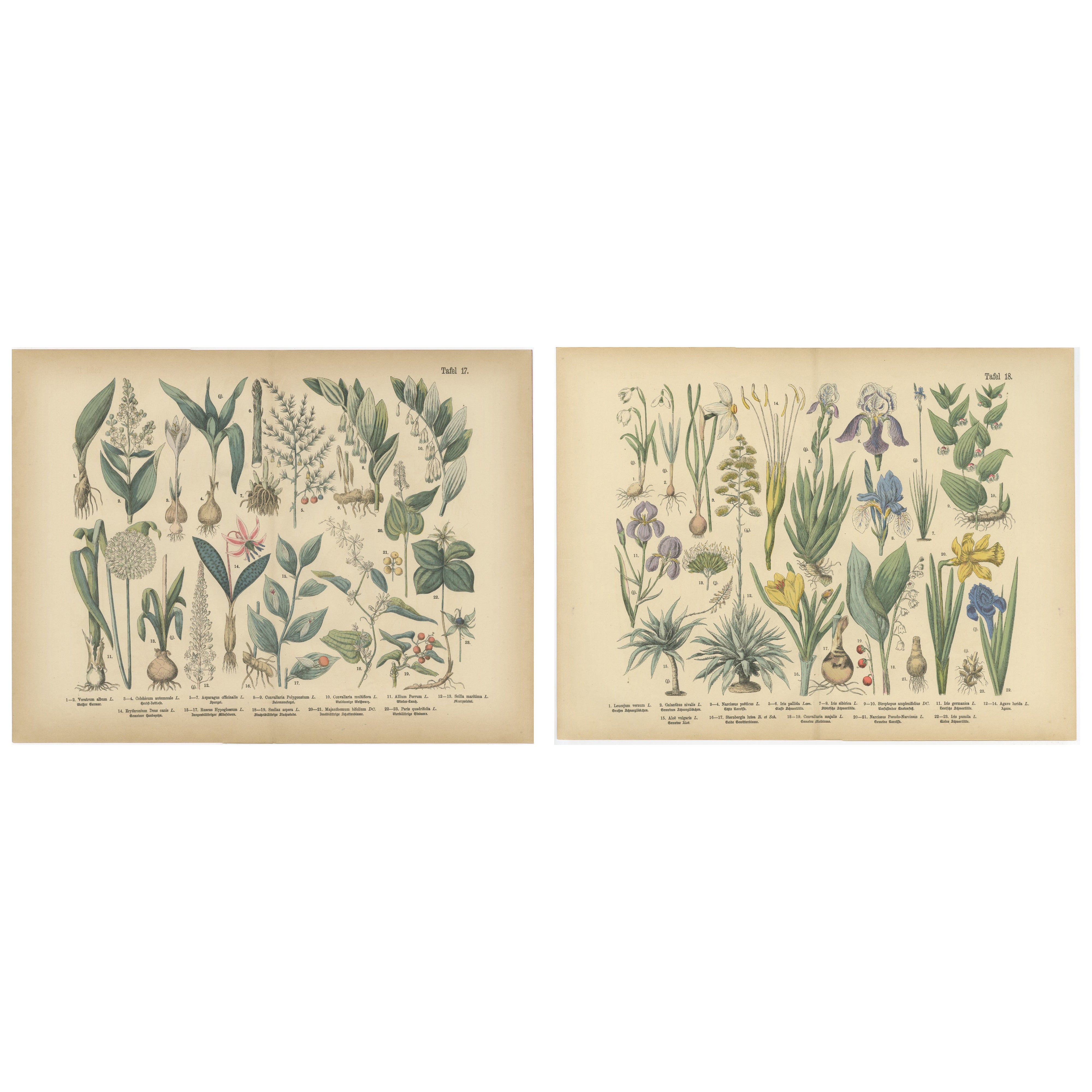 Antique German Botanical Atlas Plates, Tafel 17–18, Lilies & Irises, 1885