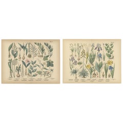 Antique German Botanical Atlas Plates, Tafel 17–18, Lilies & Irises, 1885