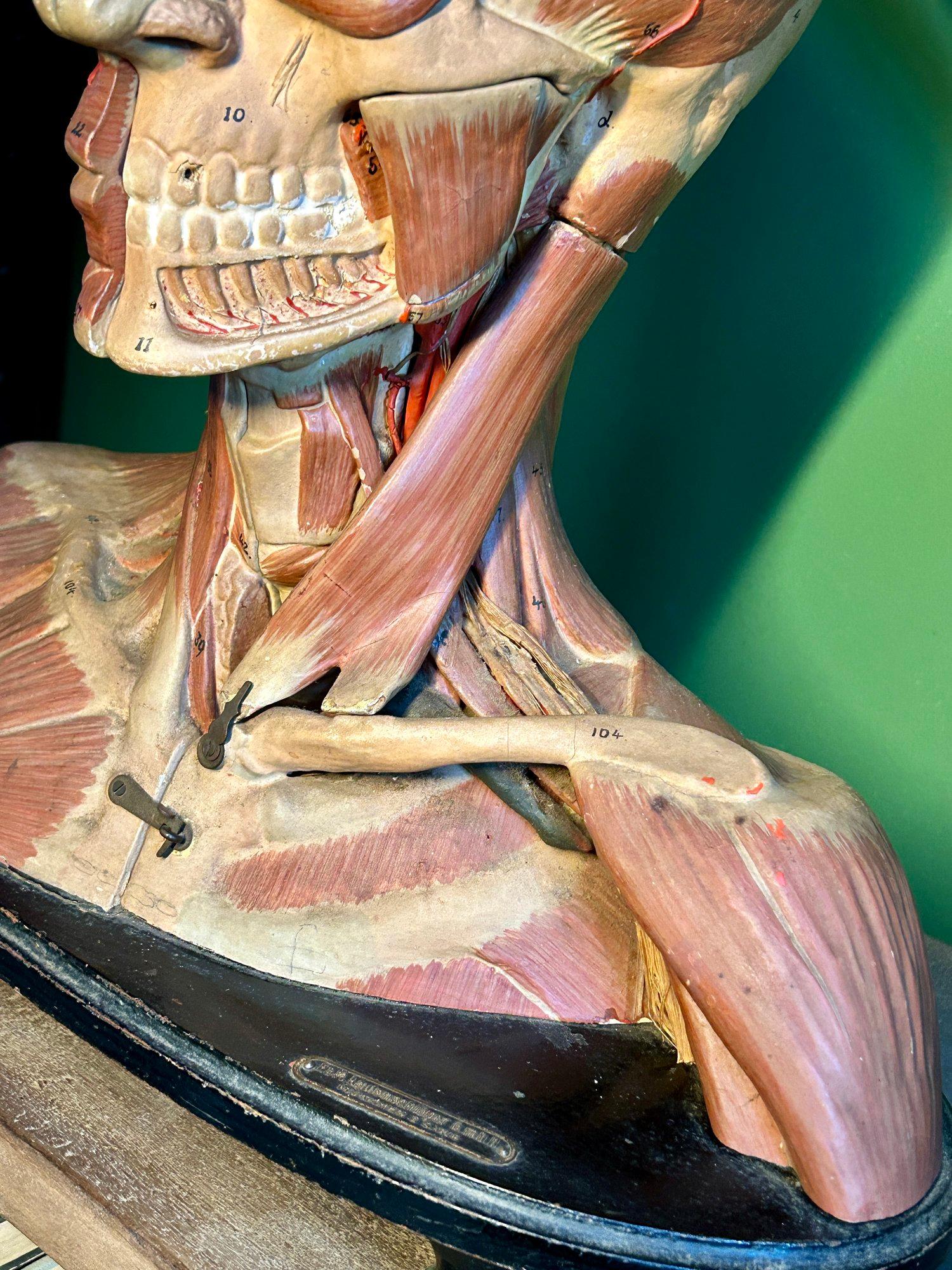 Antico modello anatomico tedesco per la testa e le spalle di F & M Lautenschläger in vendita 2