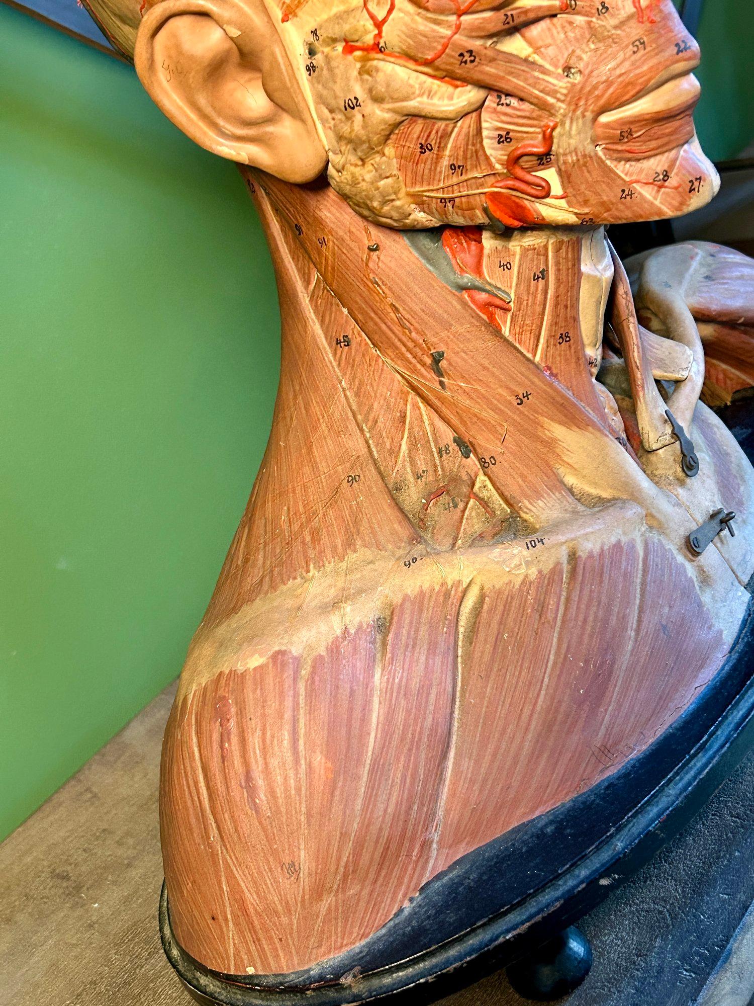 Antico modello anatomico tedesco per la testa e le spalle di F & M Lautenschläger in vendita 3