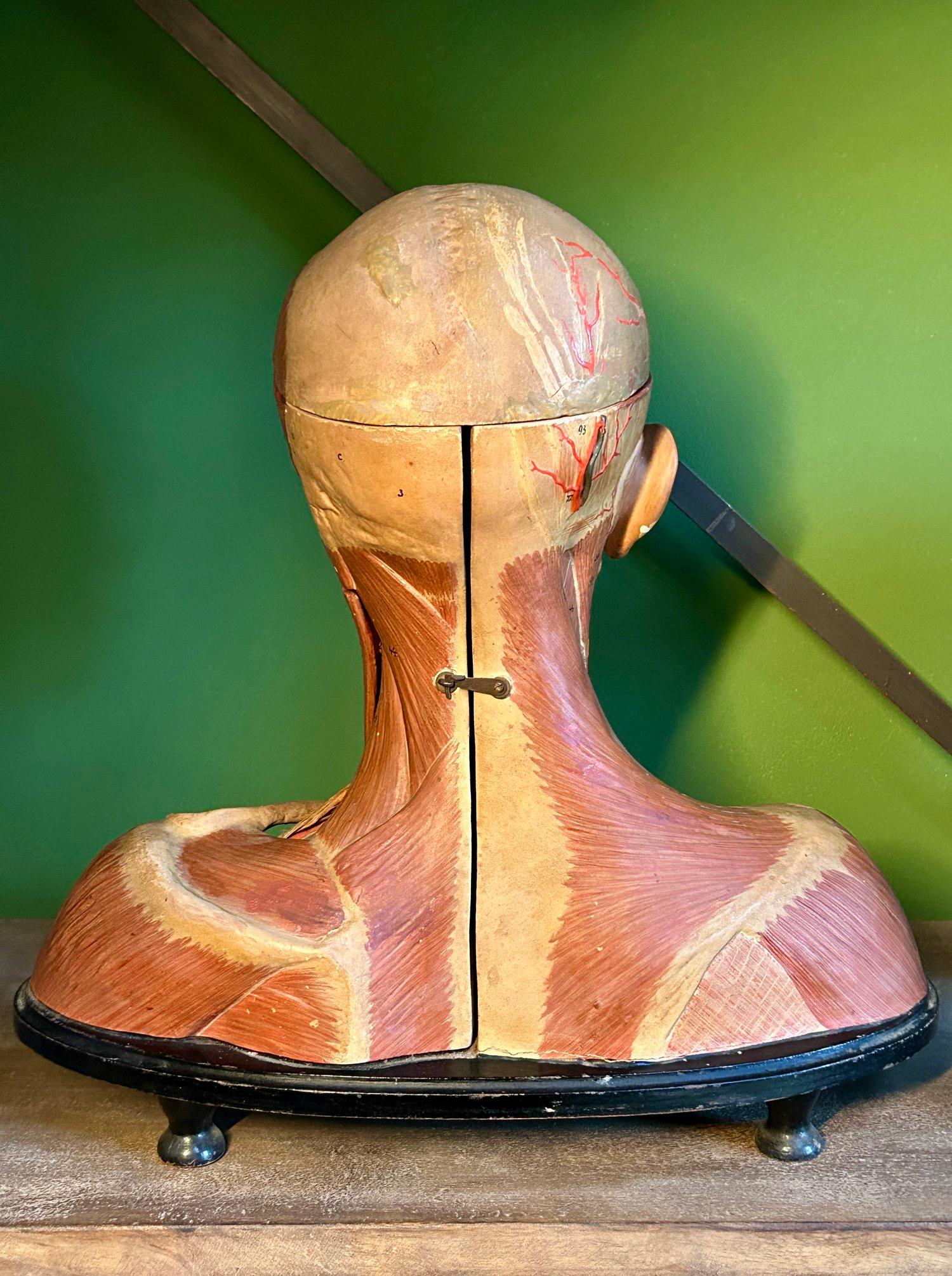 Antico modello anatomico tedesco per la testa e le spalle di F & M Lautenschläger in vendita 4