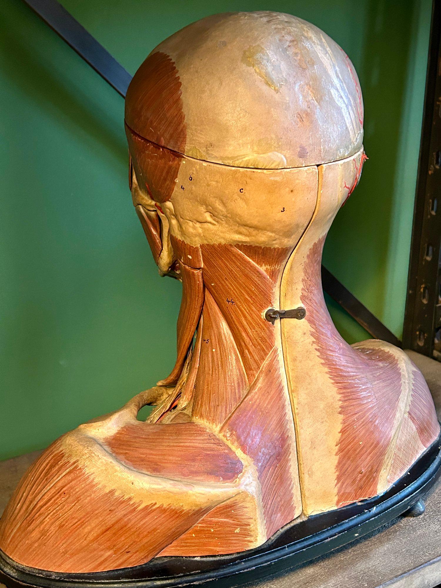 Antico modello anatomico tedesco per la testa e le spalle di F & M Lautenschläger in vendita 6