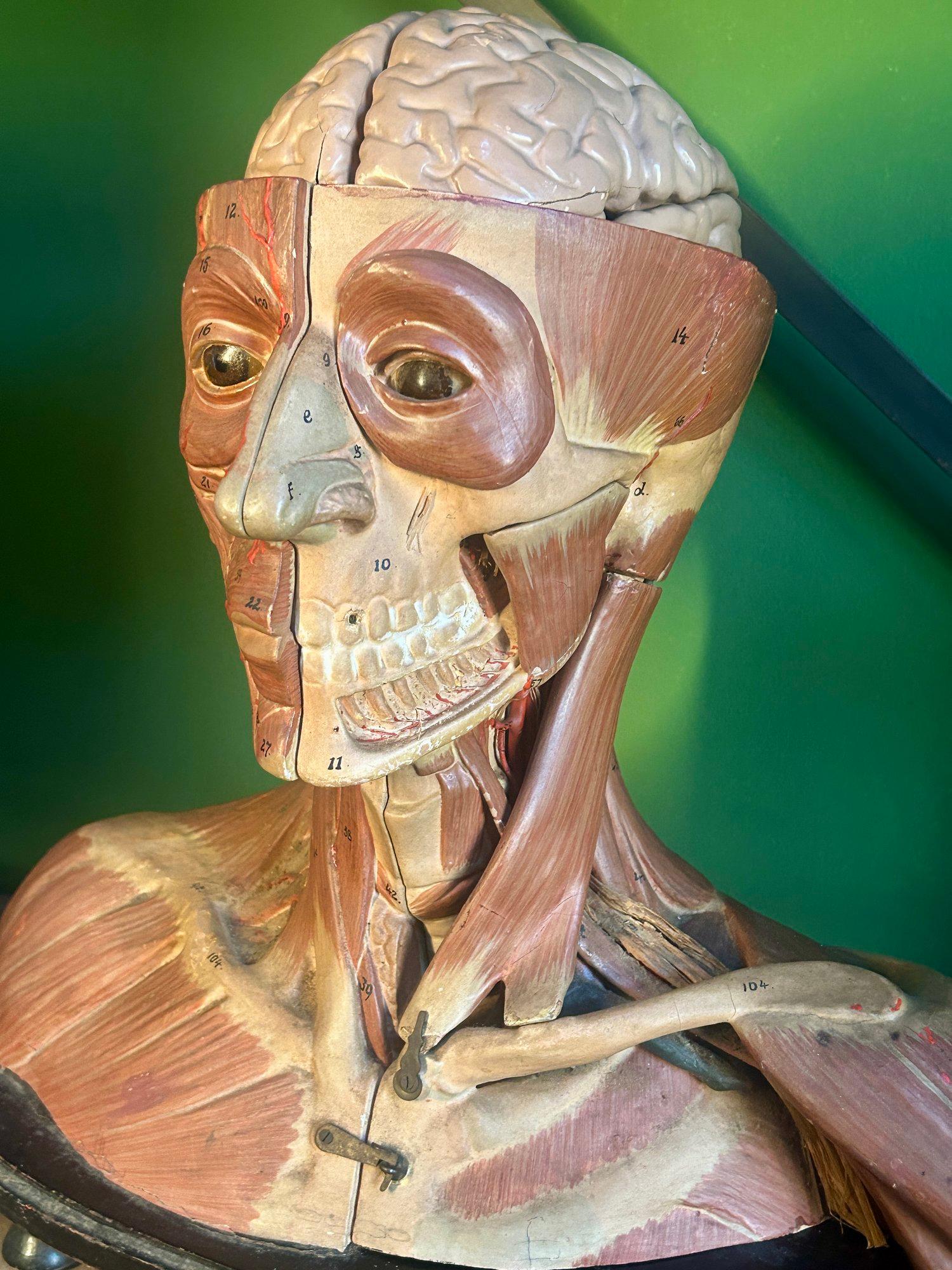 Antico modello anatomico tedesco per la testa e le spalle di F & M Lautenschläger in vendita 7