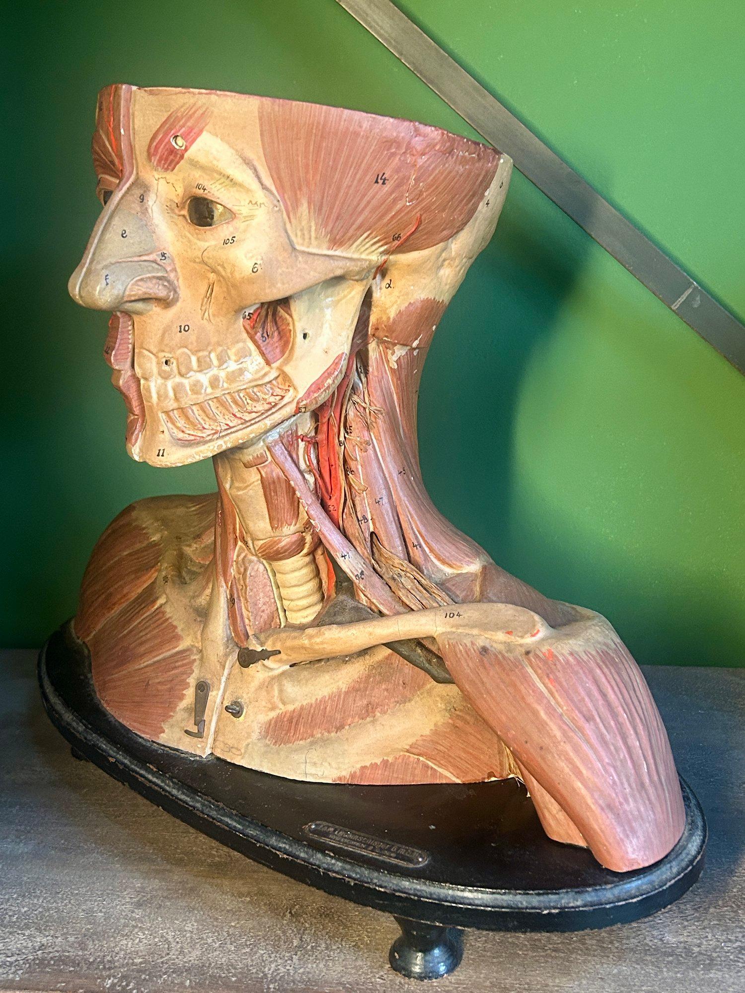 Antico modello anatomico tedesco per la testa e le spalle di F & M Lautenschläger in vendita 8
