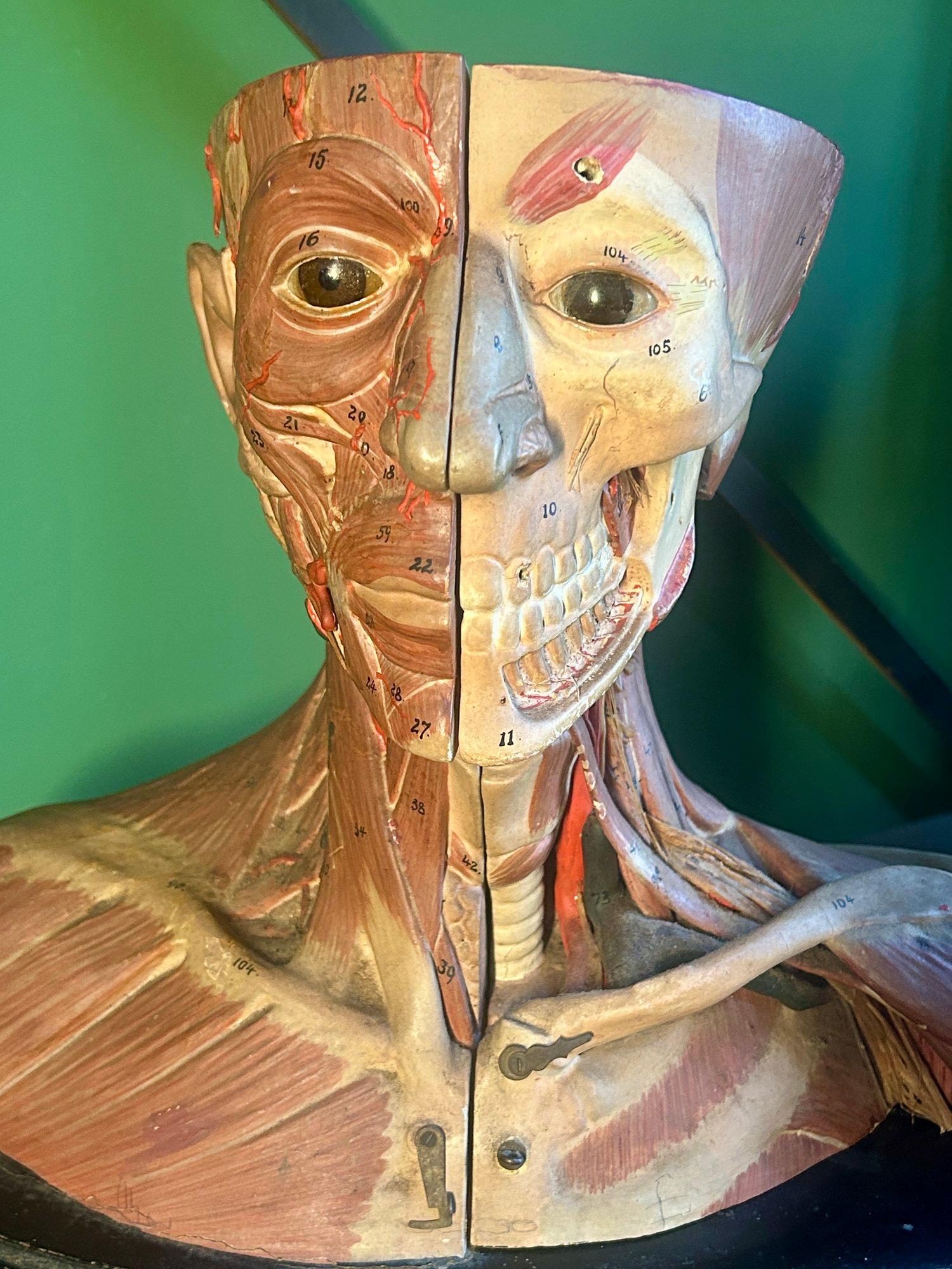 Antico modello anatomico tedesco per la testa e le spalle di F & M Lautenschläger in vendita 9