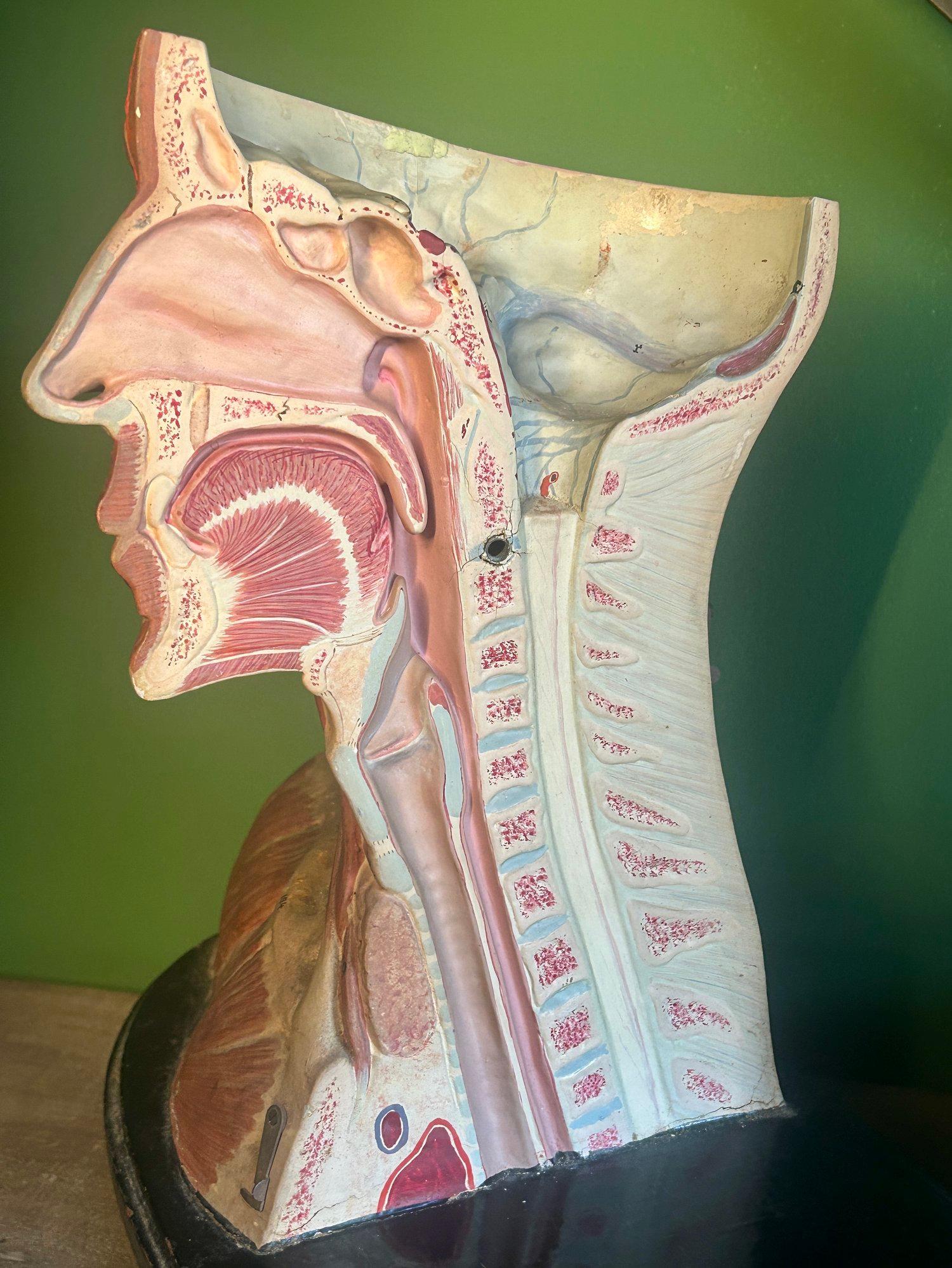 Antico modello anatomico tedesco per la testa e le spalle di F & M Lautenschläger in vendita 11