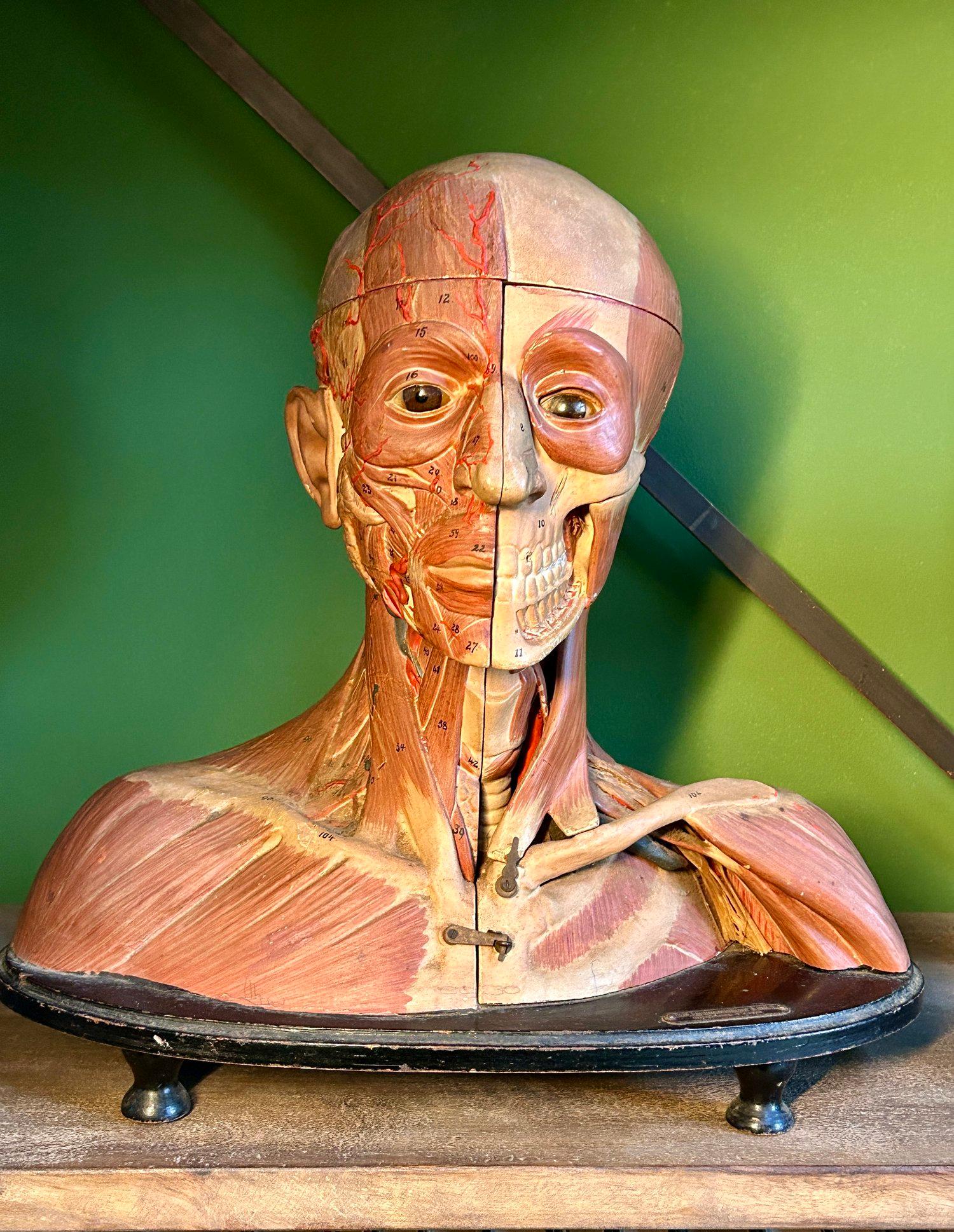Modello anatomico antico, modello medico antico, modello anatomico antico, modello anatomico d'epoca, mobile antico delle curiosità, modello gotico antico, scultura anatomica.

Antico modello anatomico tedesco di testa e spalle. 

Raro modello