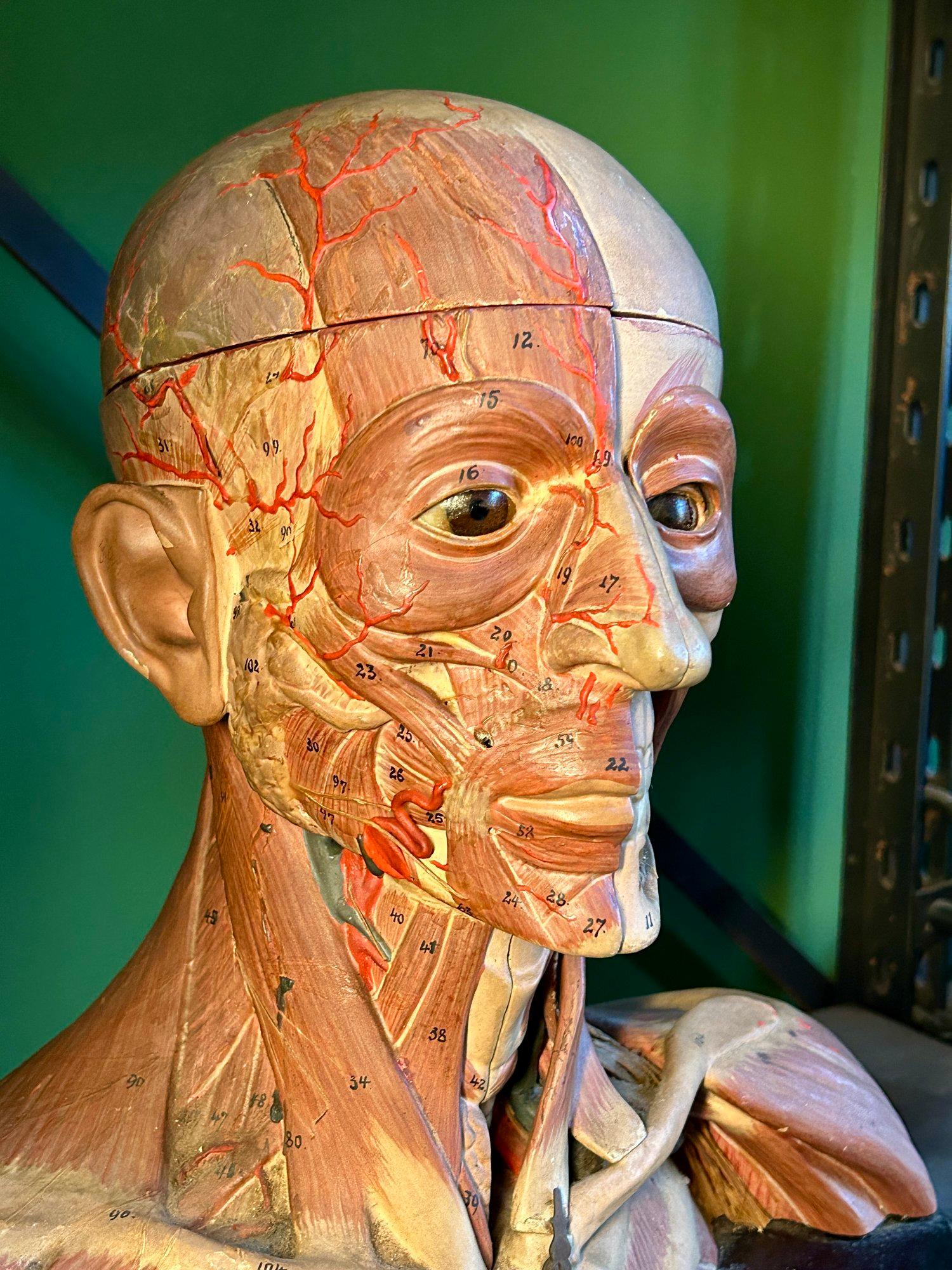 Tedesco Antico modello anatomico tedesco per la testa e le spalle di F & M Lautenschläger in vendita