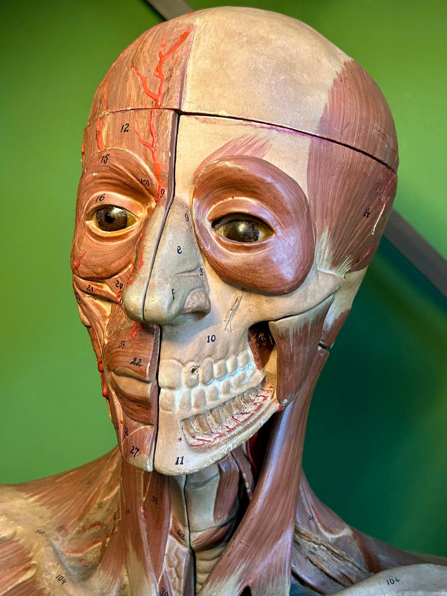 Intagliato Antico modello anatomico tedesco per la testa e le spalle di F & M Lautenschläger in vendita