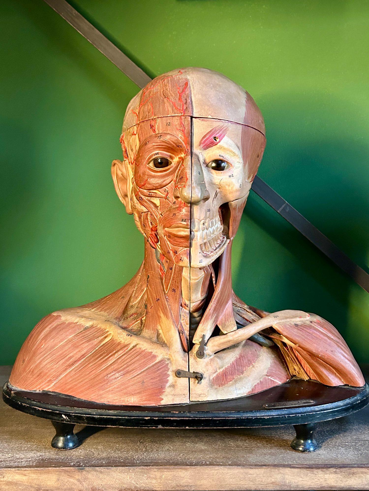 Antico modello anatomico tedesco per la testa e le spalle di F & M Lautenschläger In condizioni buone in vendita a London, GB