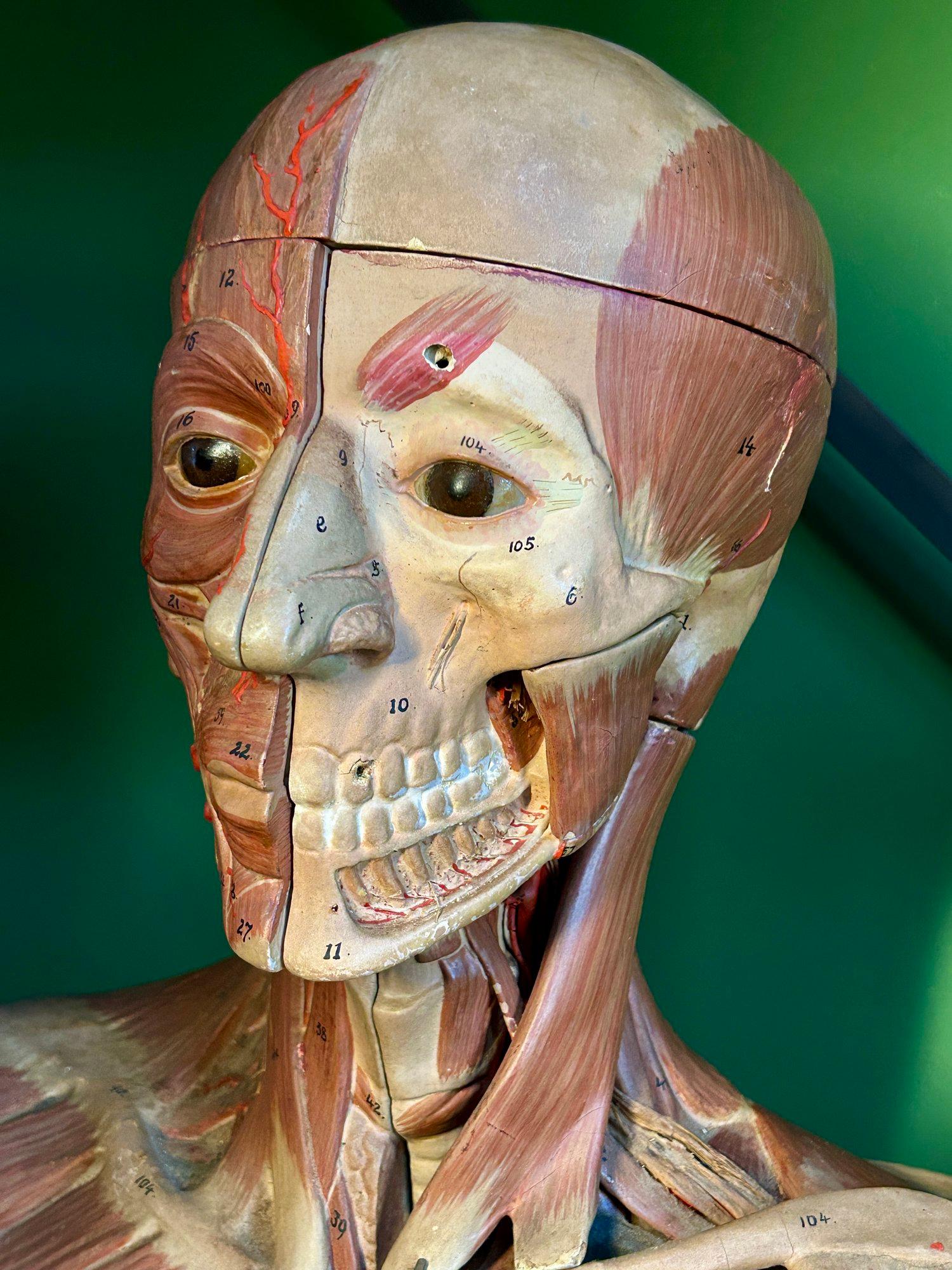Inizio XX secolo Antico modello anatomico tedesco per la testa e le spalle di F & M Lautenschläger in vendita