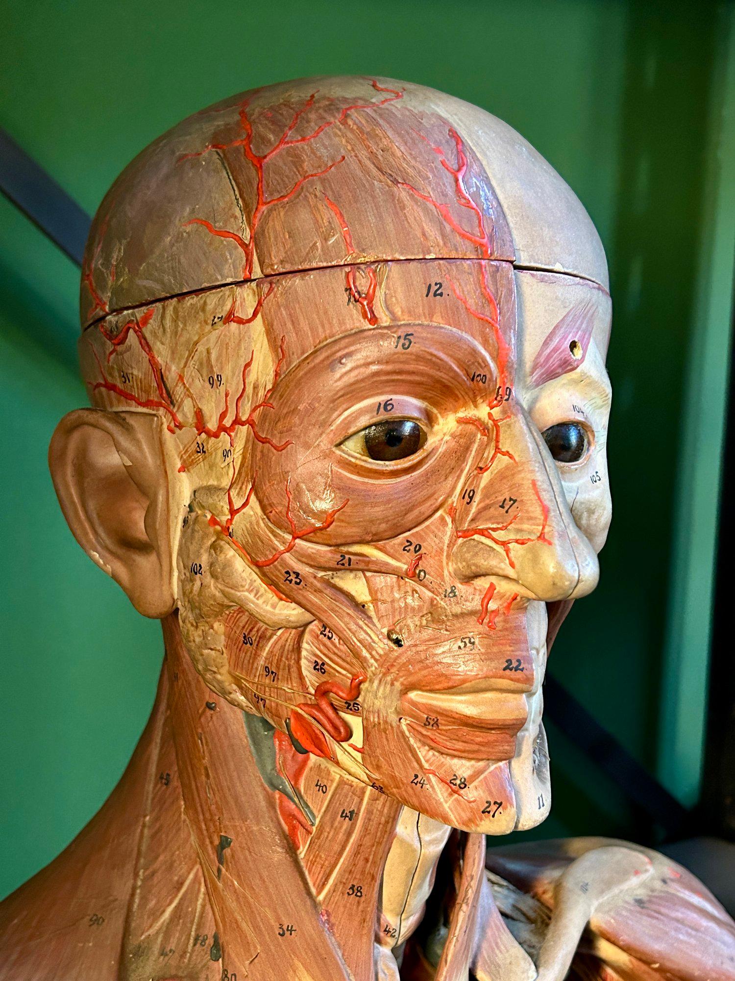 Metallo Antico modello anatomico tedesco per la testa e le spalle di F & M Lautenschläger in vendita