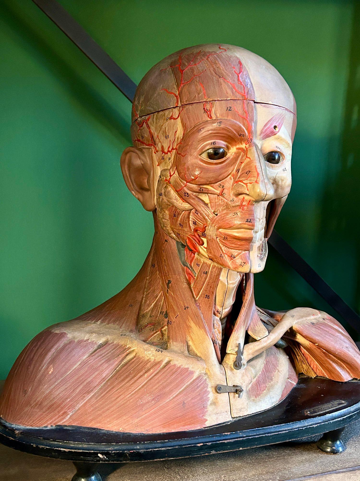Antico modello anatomico tedesco per la testa e le spalle di F & M Lautenschläger in vendita 1