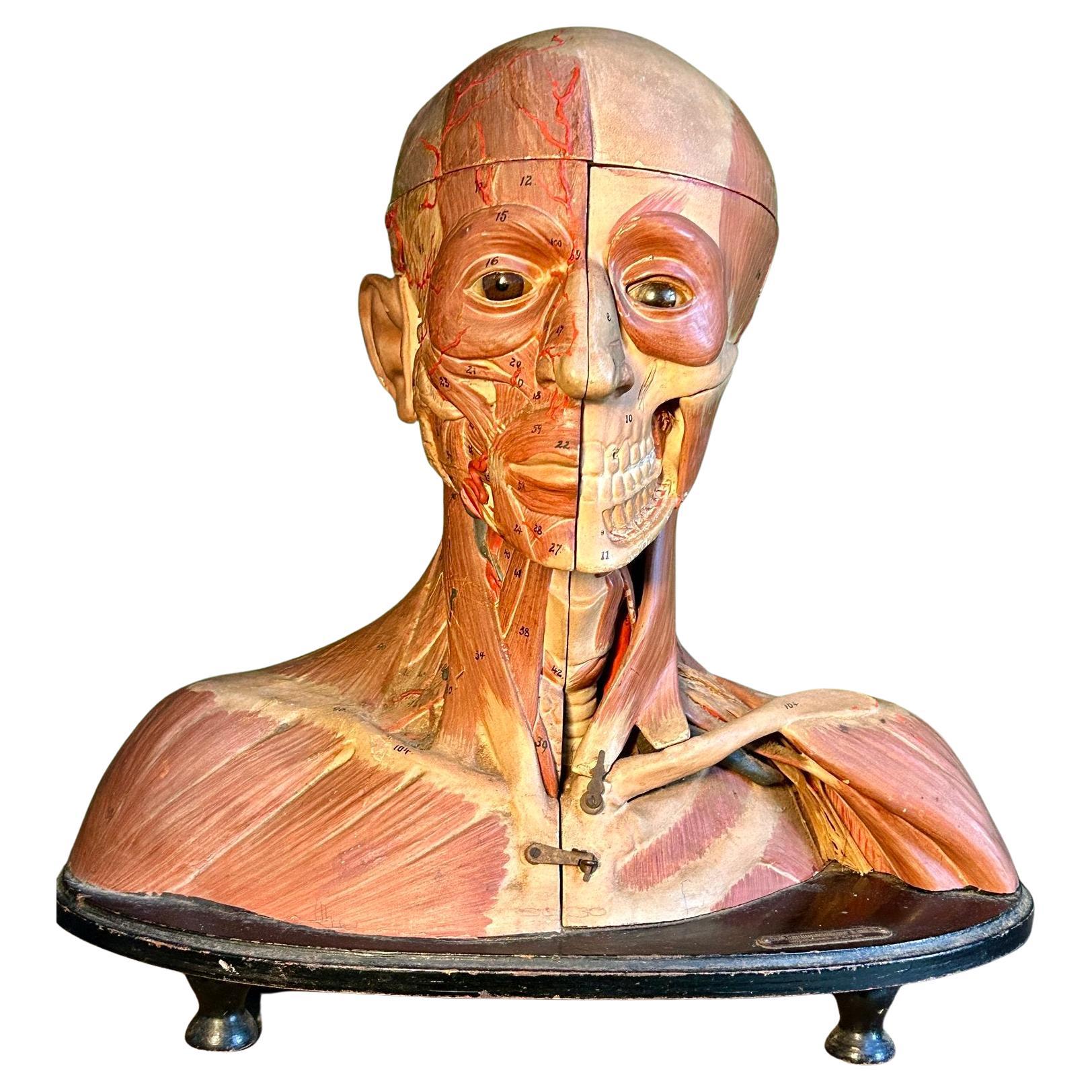 Antique German Head & Shoulders Anatomical Model by F & M Lautenschläger