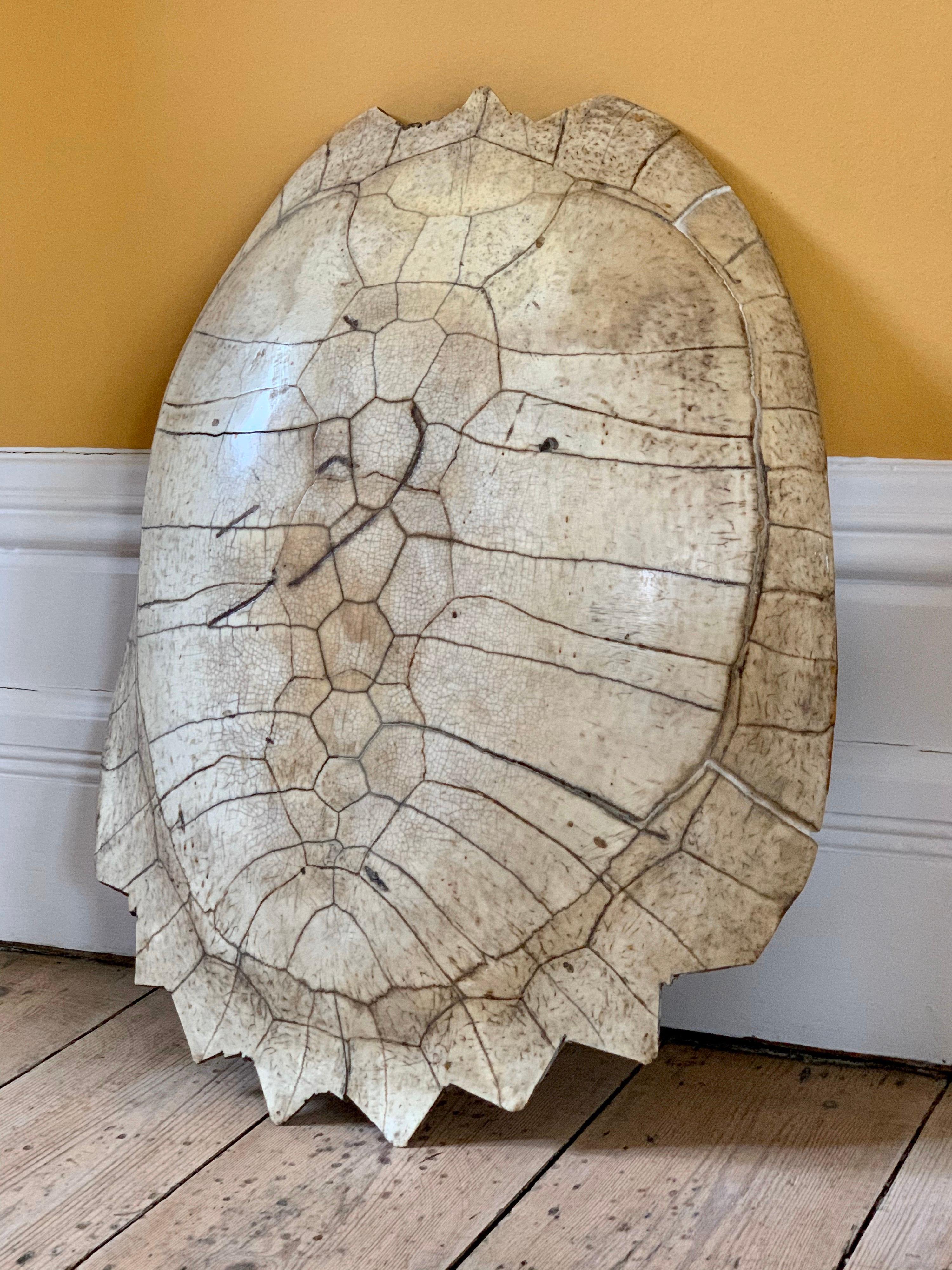Antique example from circa 1880, bears the scars and patina of over 120 years and more. The shell has been cut around the top and bottom into jagged edges. Good sheen and wear around the edges.