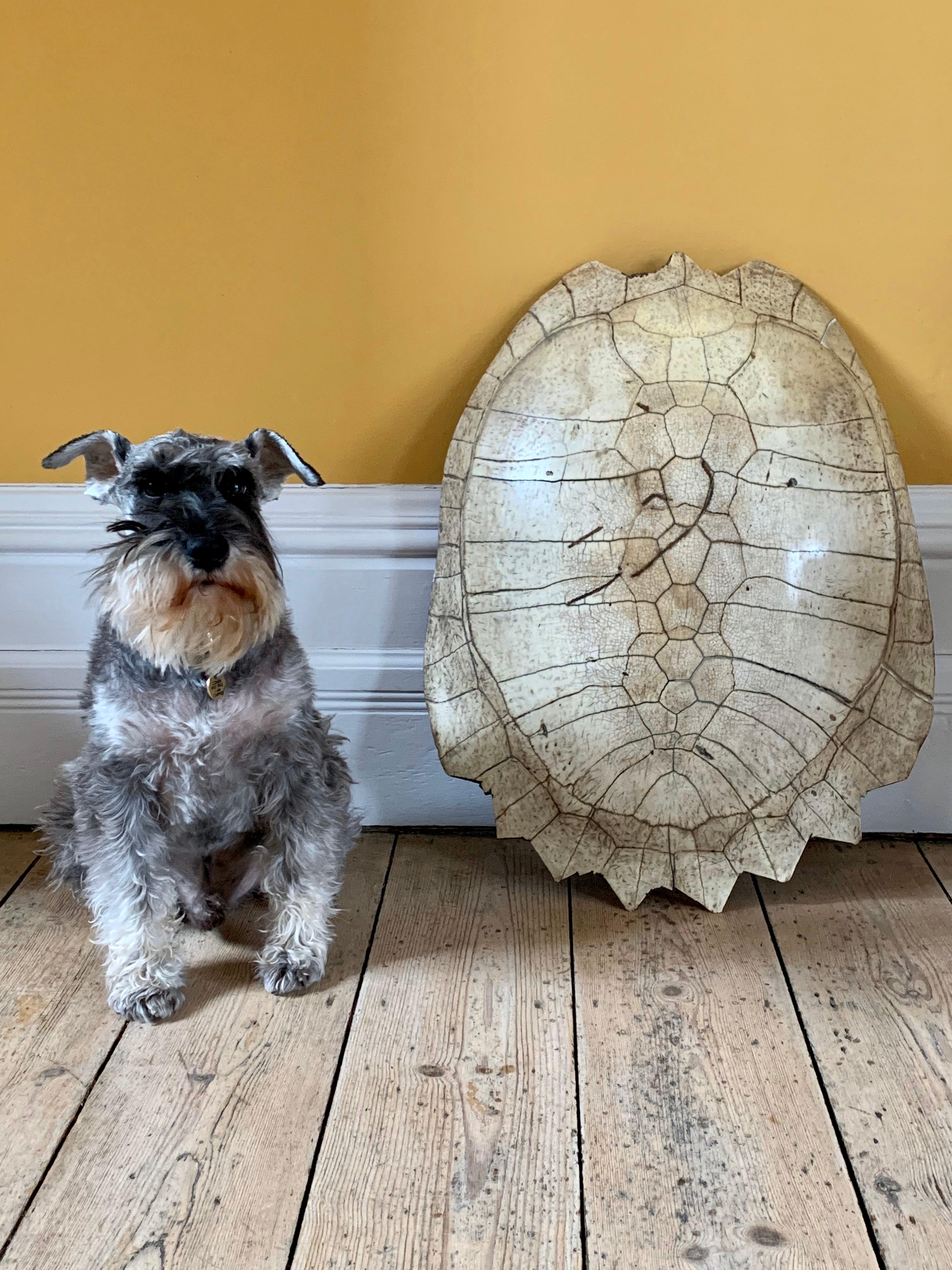 Antique Giant Blonde South American River Turtle Carapace, circa 1880 In Distressed Condition In London, GB
