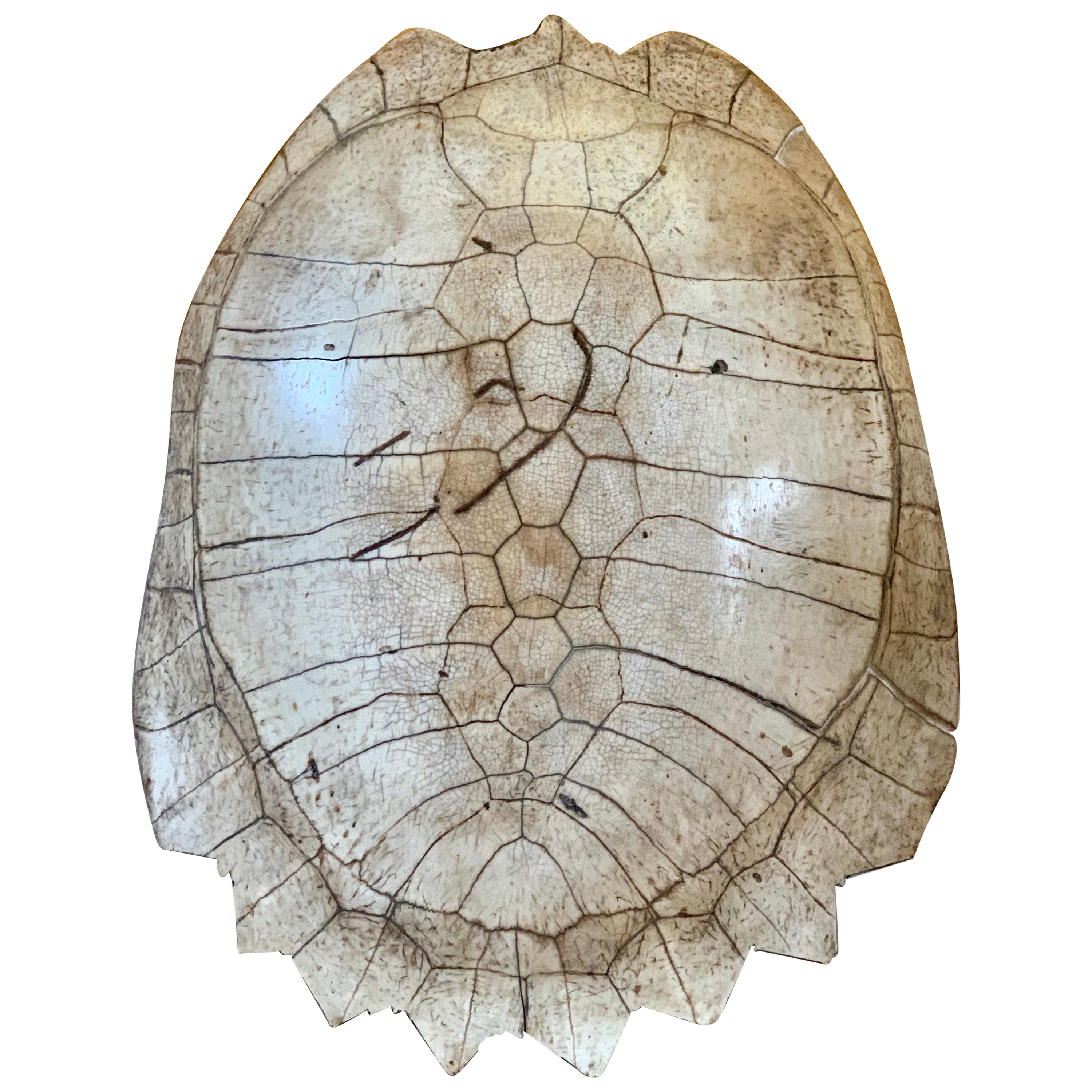 Antique Giant Blonde South American River Turtle Carapace, circa 1880