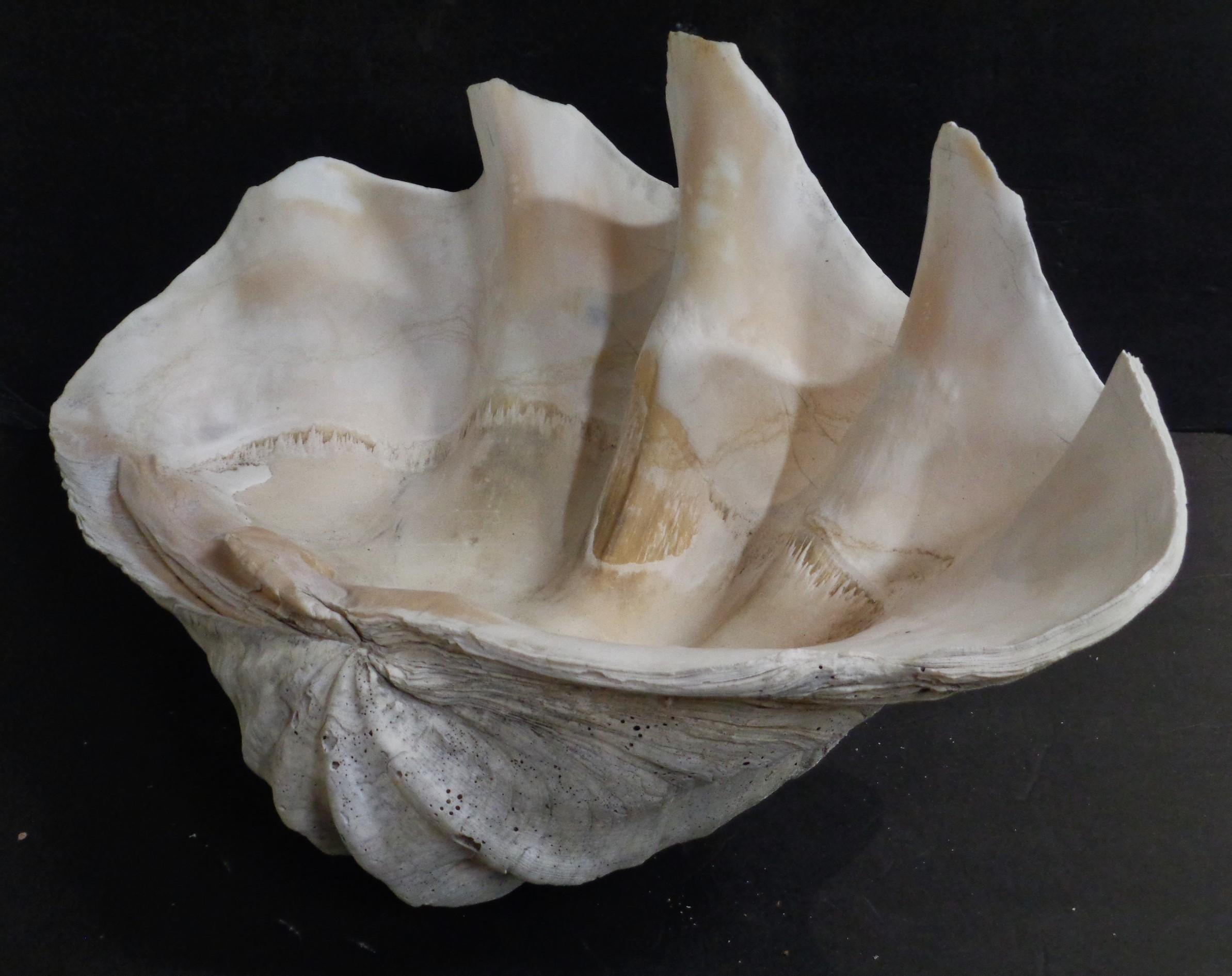 Antique Giant Clam Shell 2