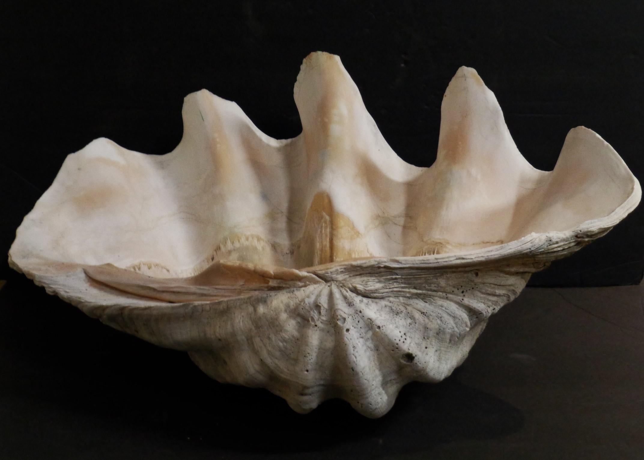 Antique Giant Clam Shell 3