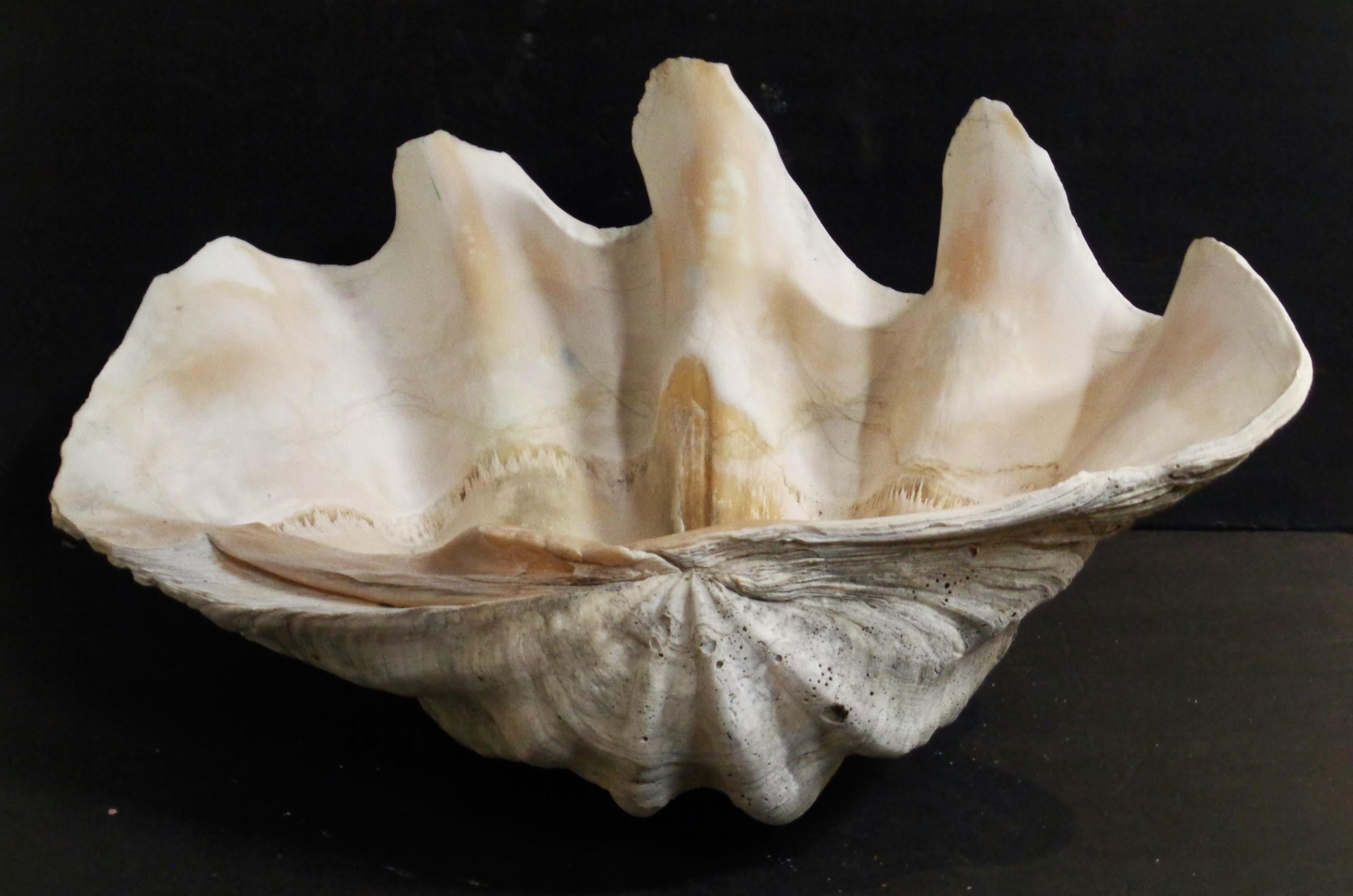 Antique giant clam shell natural history specimen ( Tridacna Gigas ) in beautifully aged old surface. Circa 1900. Measures 22 inches wide x 15 1/2 inches deep x 11 inches high. Look at all pictures and read condition report in comment section. 