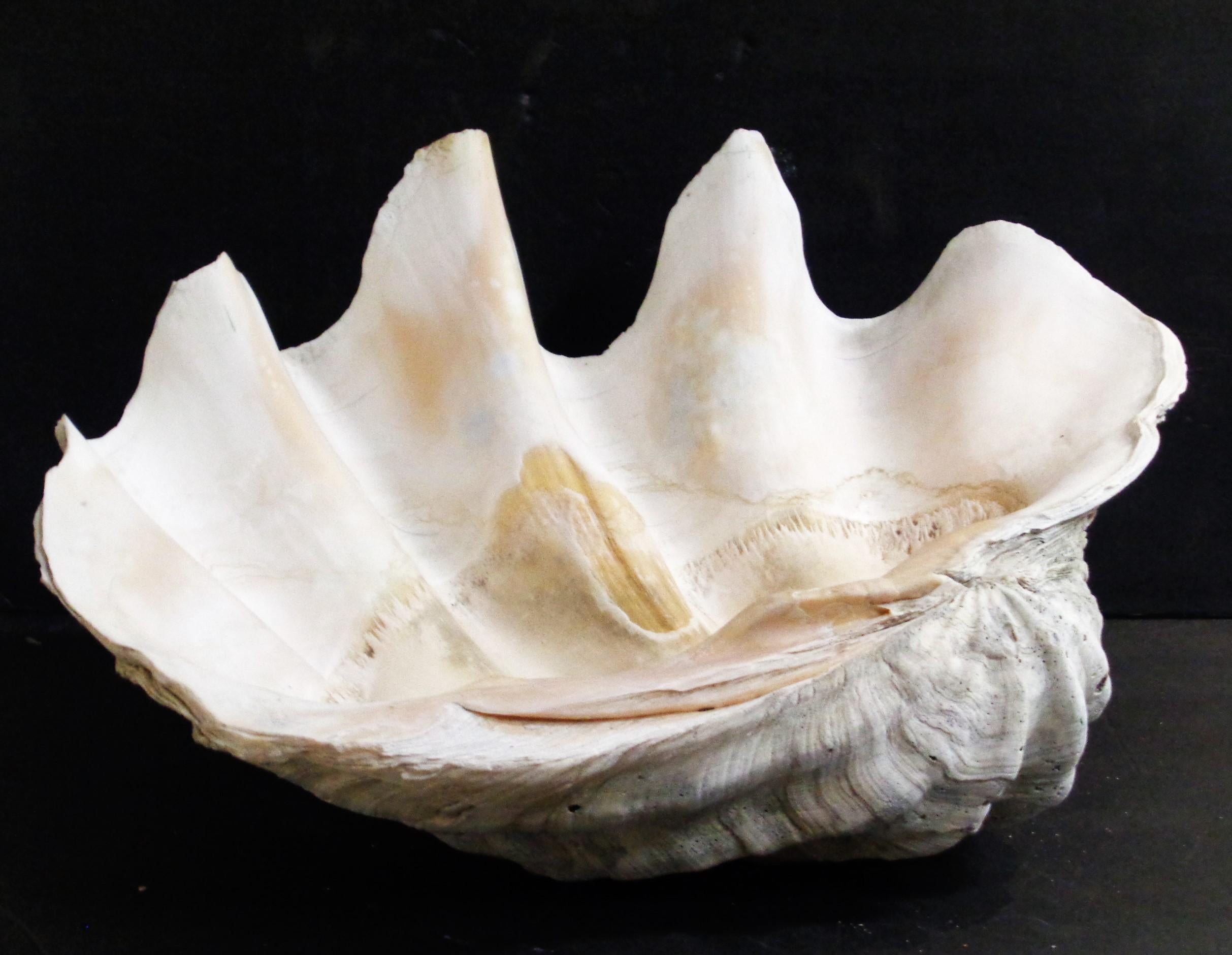 taclobo shell